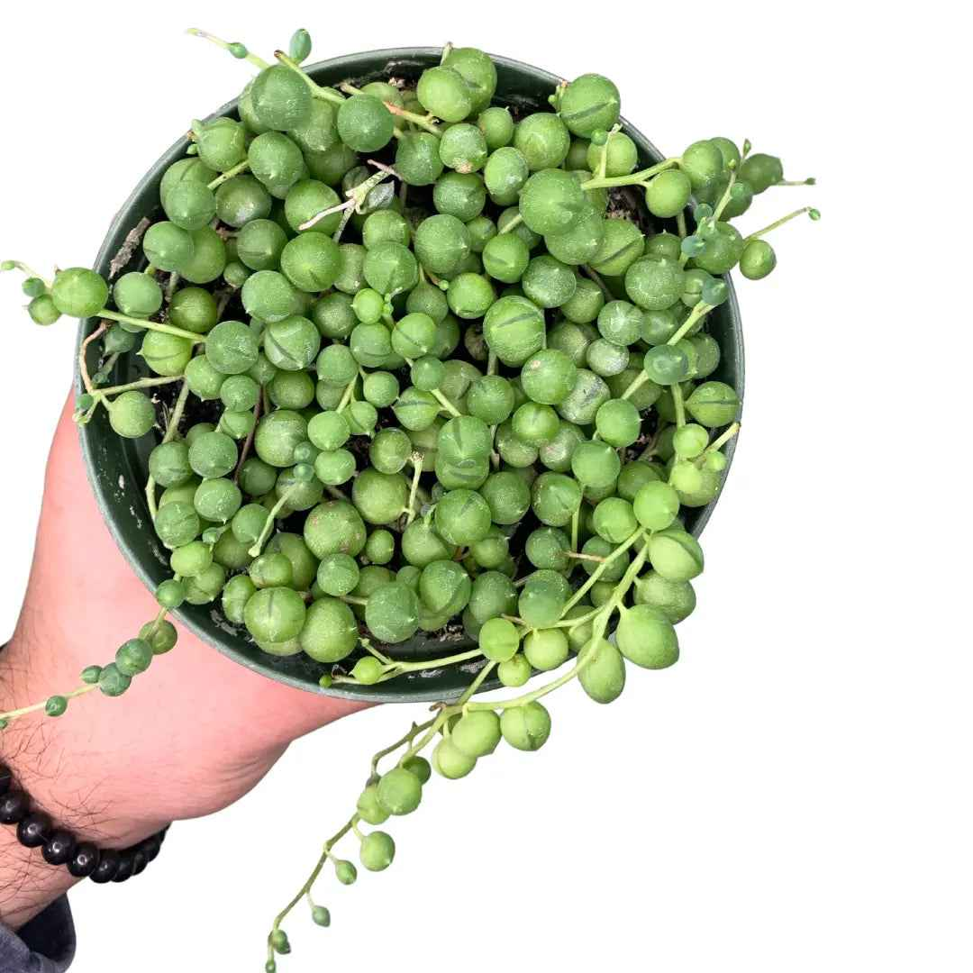4" String of Pearls (Senecio rowleyanus)