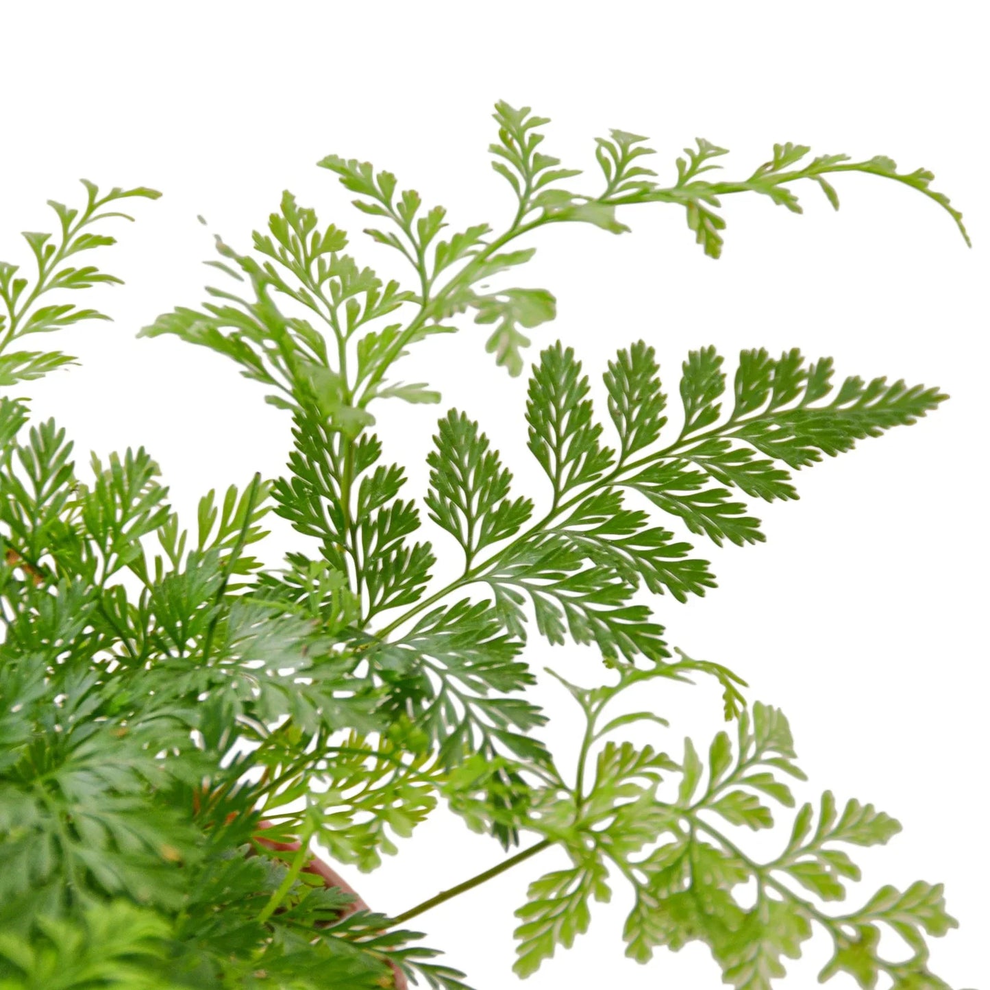 🐾Rabbit's Foot Fern