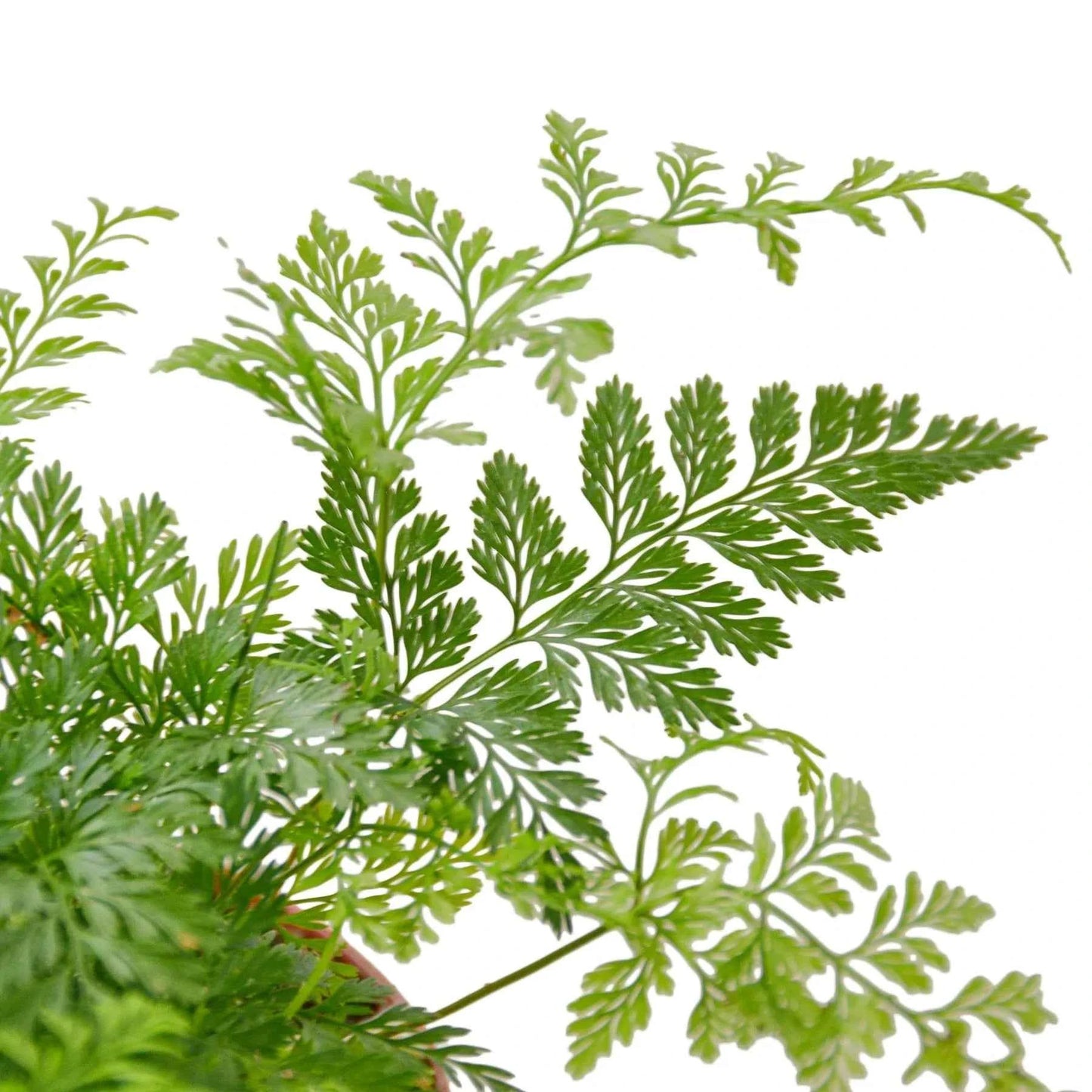 🐾Rabbit's Foot Fern