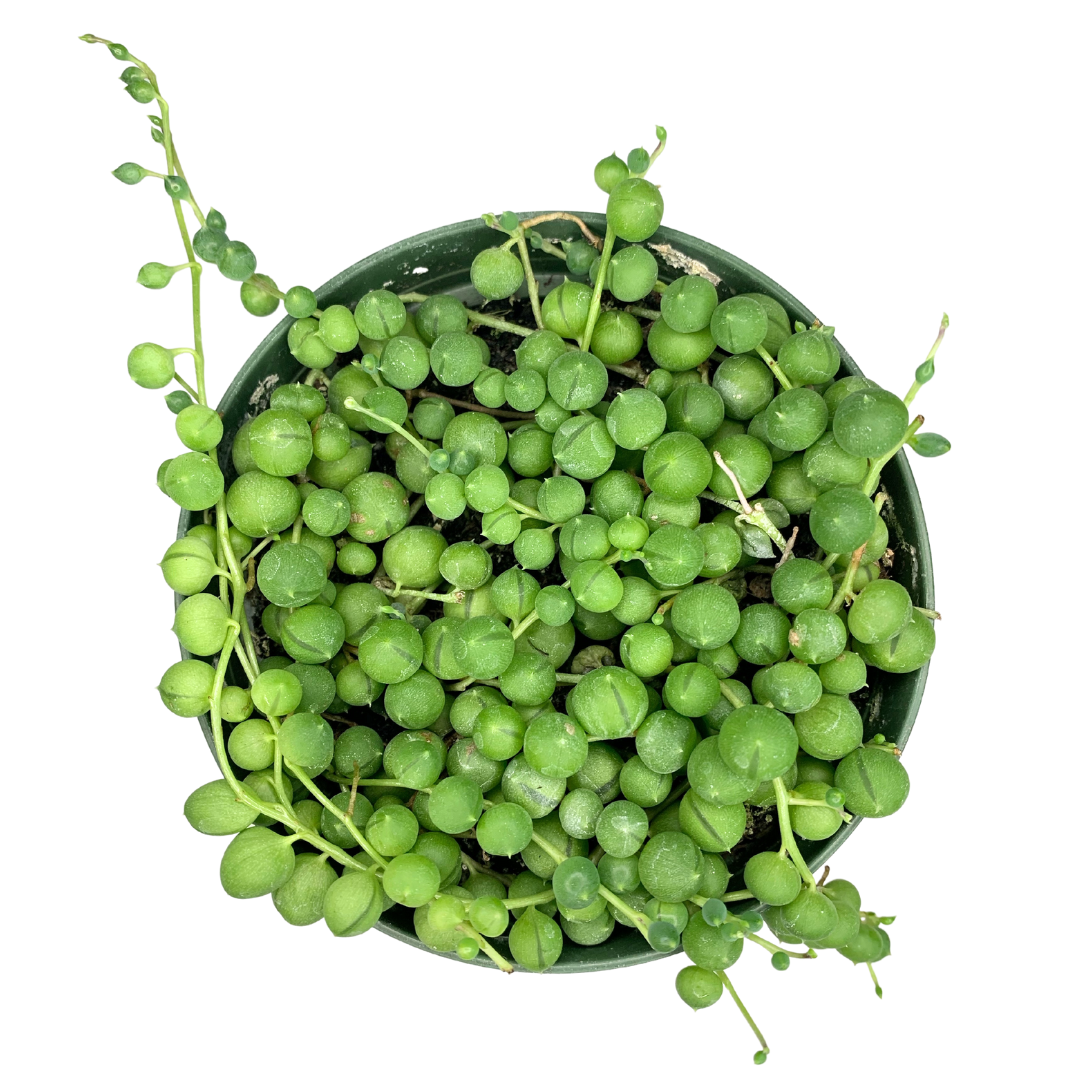 4" String of Pearls (Senecio rowleyanus)