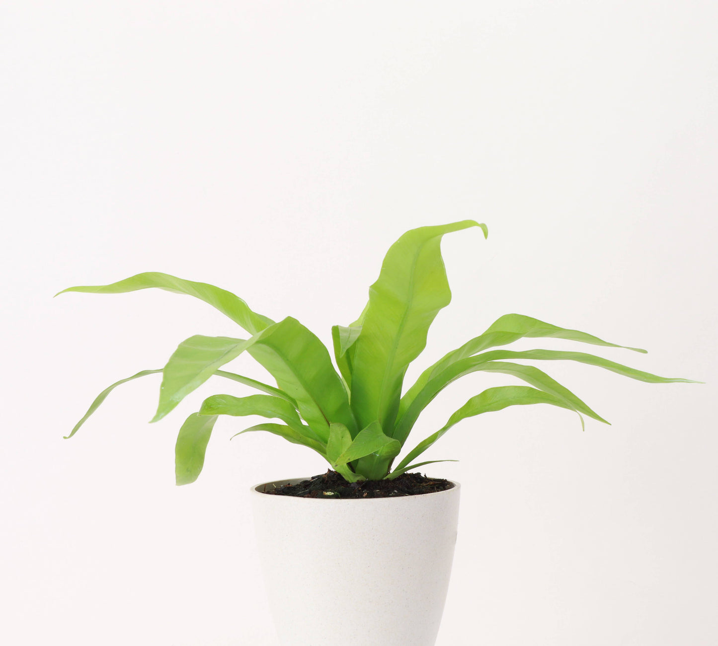 Bird's-Nest Fern -FPC