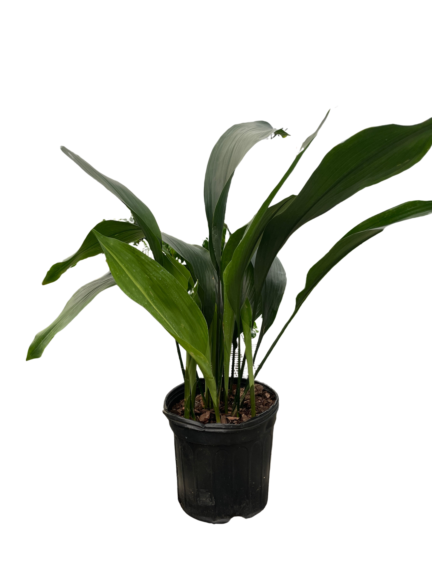 🐾Aspidistra 'Cast Iron'