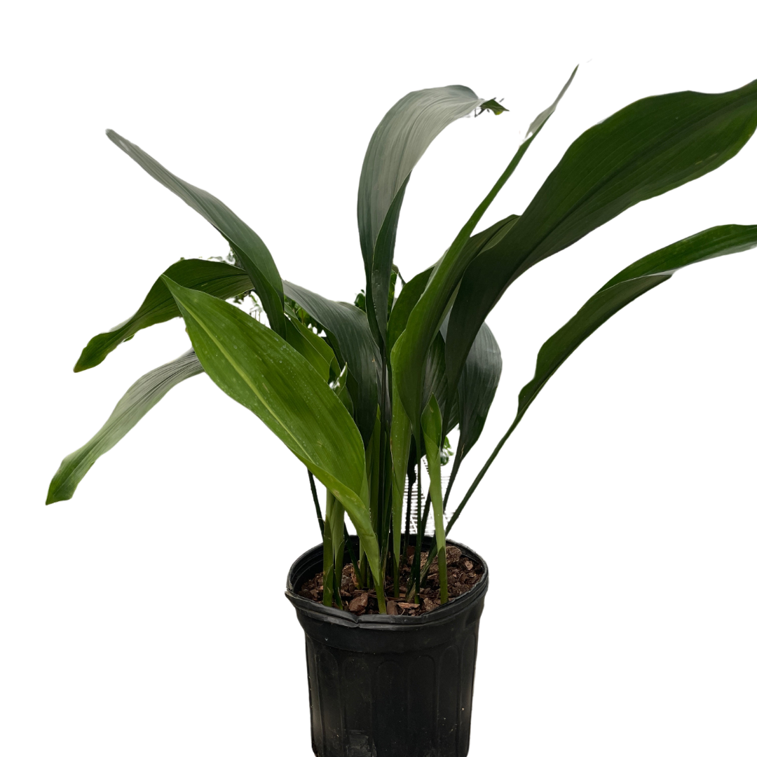 🐾Aspidistra 'Cast Iron'