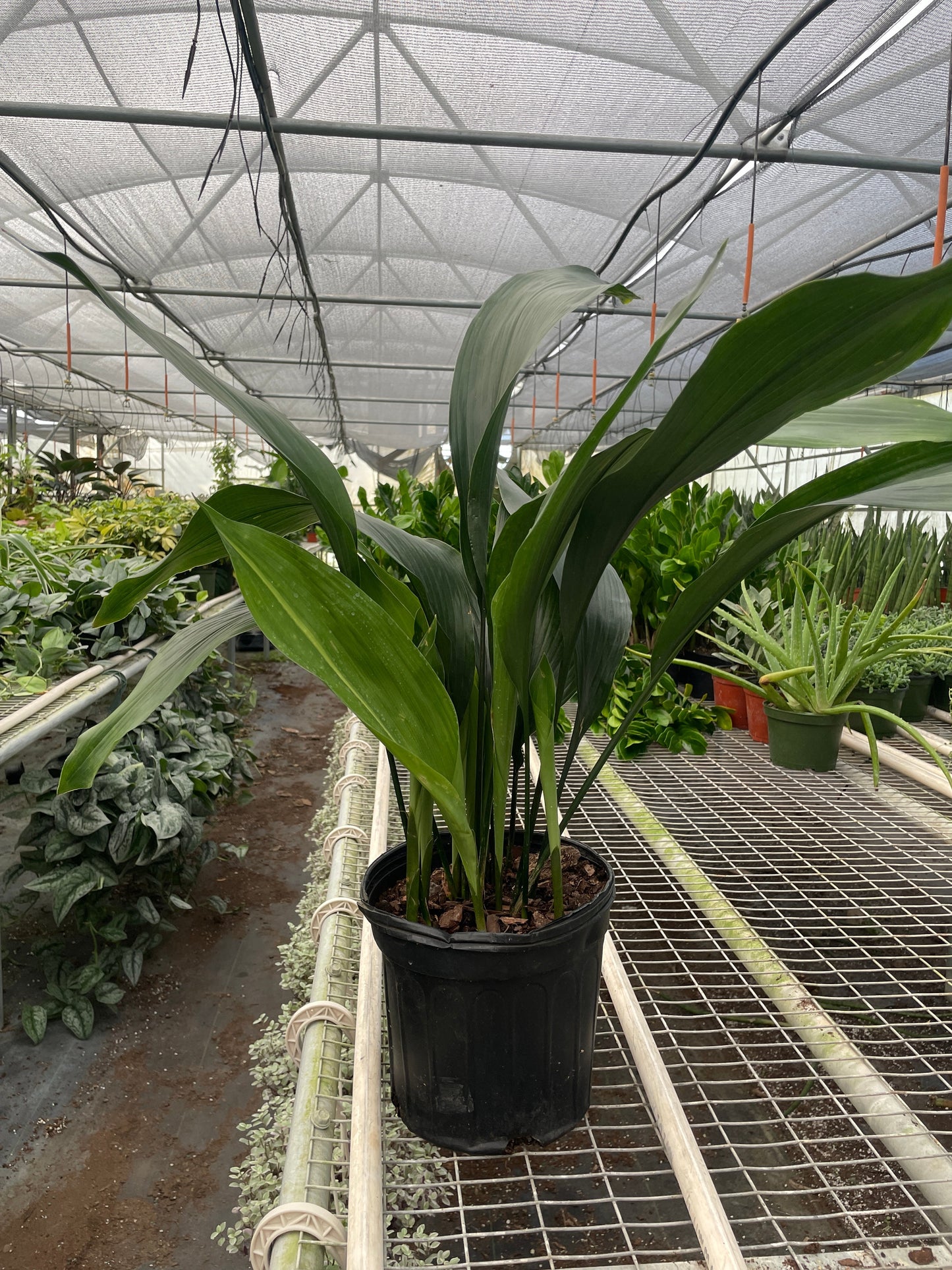 🐾Aspidistra 'Cast Iron'