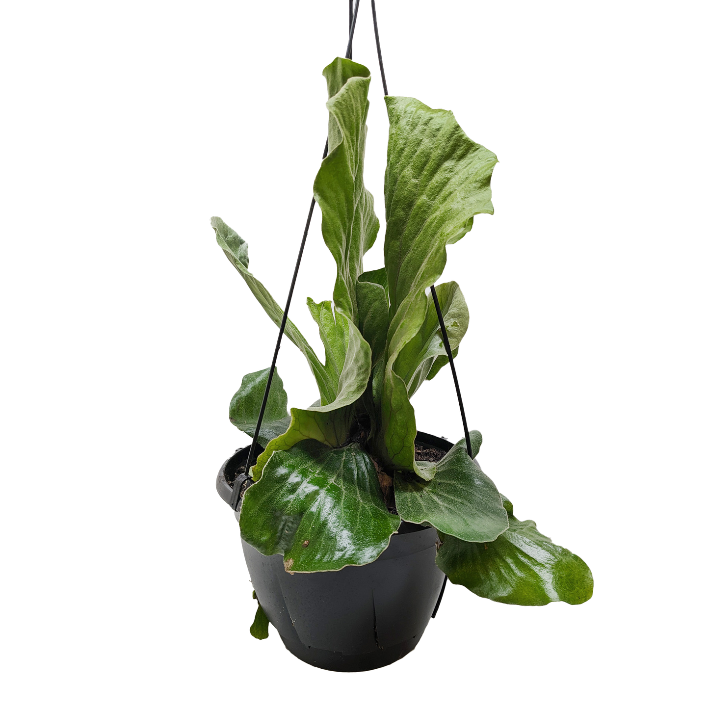 🐾Fern 'Elephant' "Staghorn"