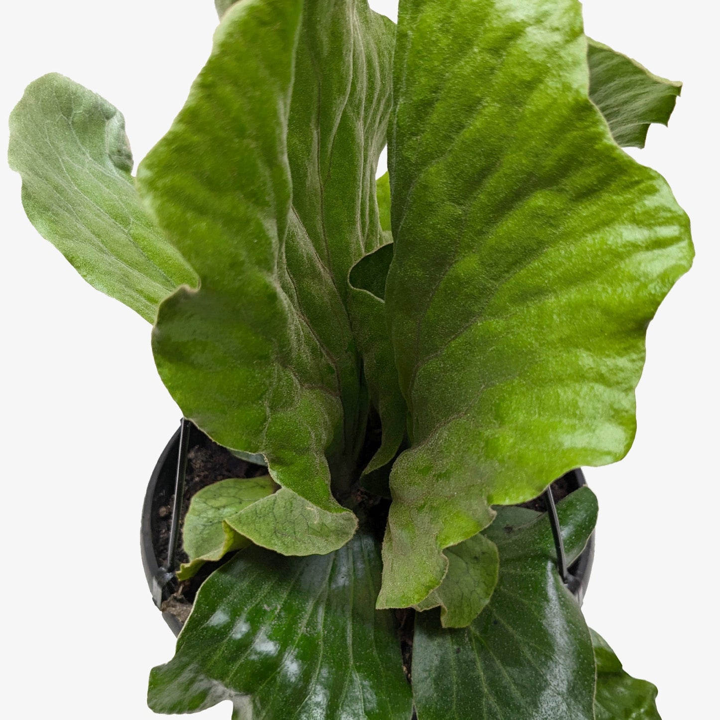 🐾Fern 'Elephant' "Staghorn"