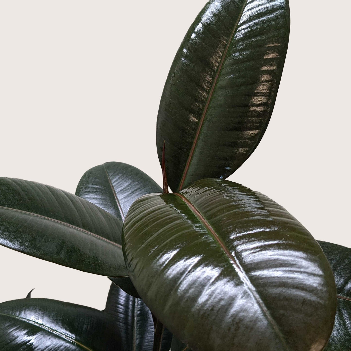 Ficus Elastica 'Burgundy' - Fleurish Plant Care, LLC