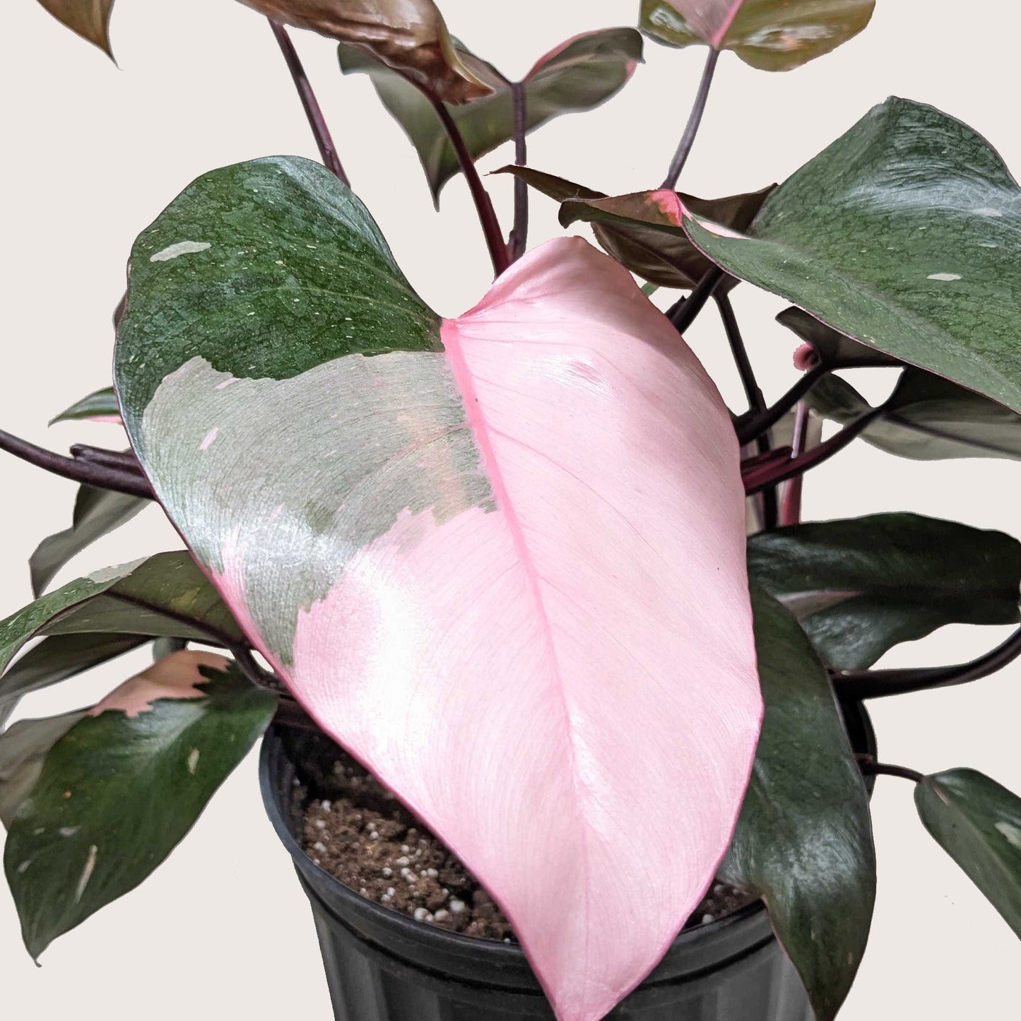 Philodendron 'Pink Princess' - Fleurish Plant Care, LLC