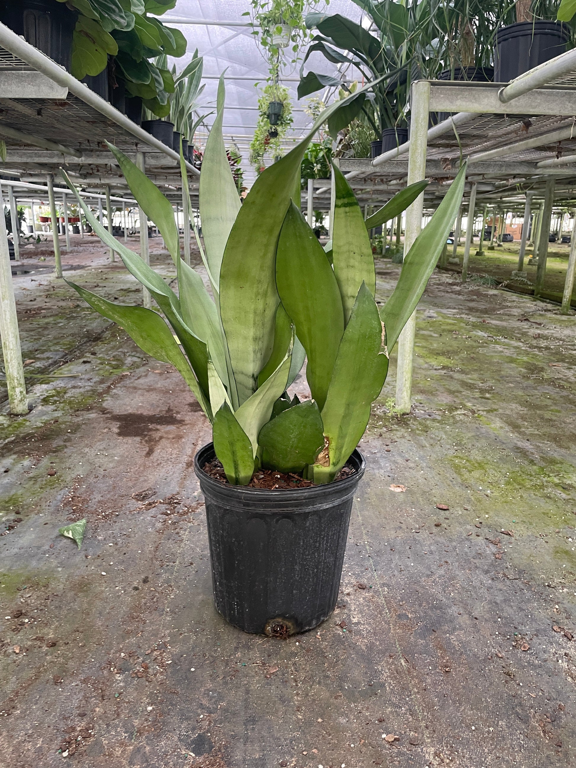 Snake Plant Moonshine - Fleurish Plant Care, LLC