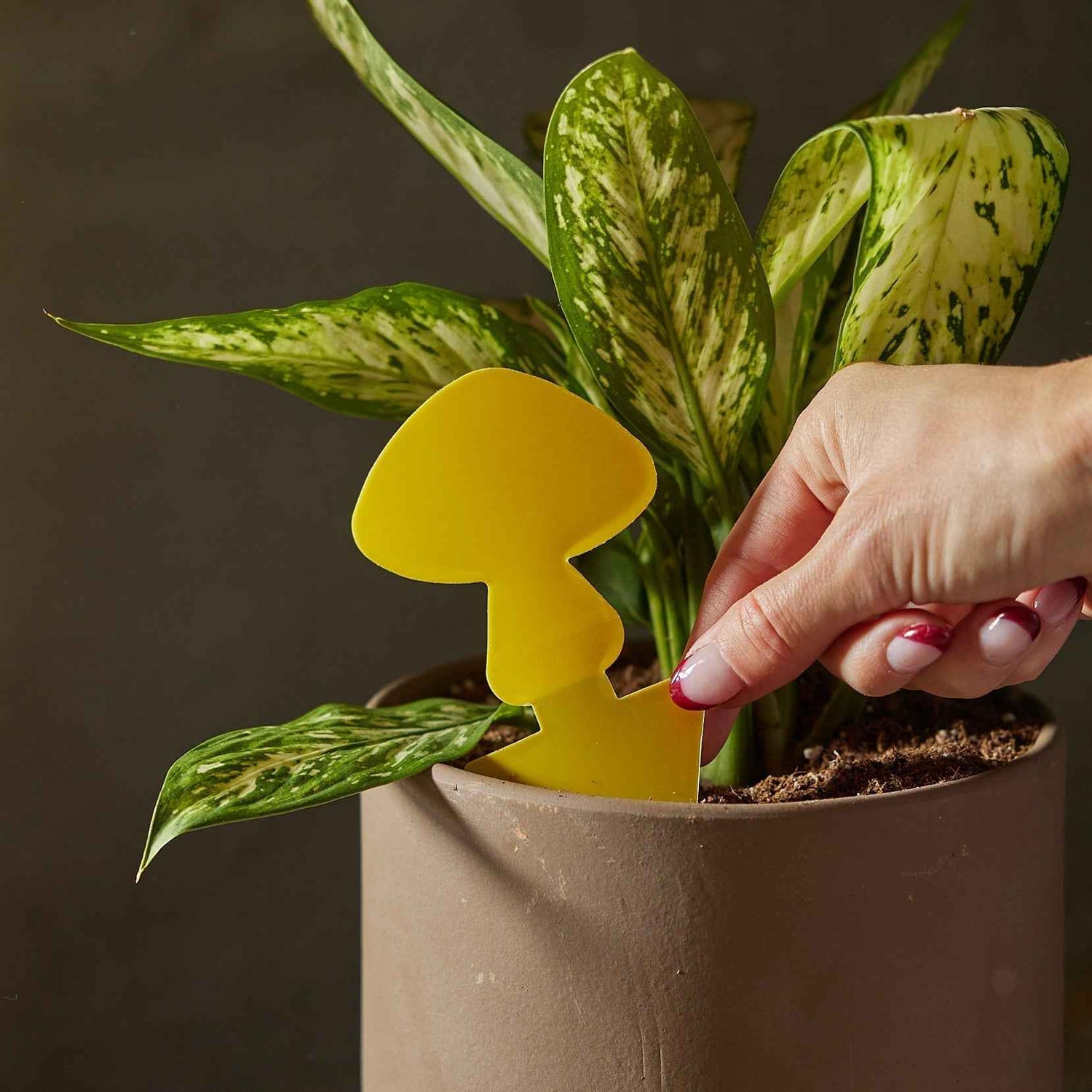 Sticky Traps for Plant Pests - Fleurish Plant Care, LLC