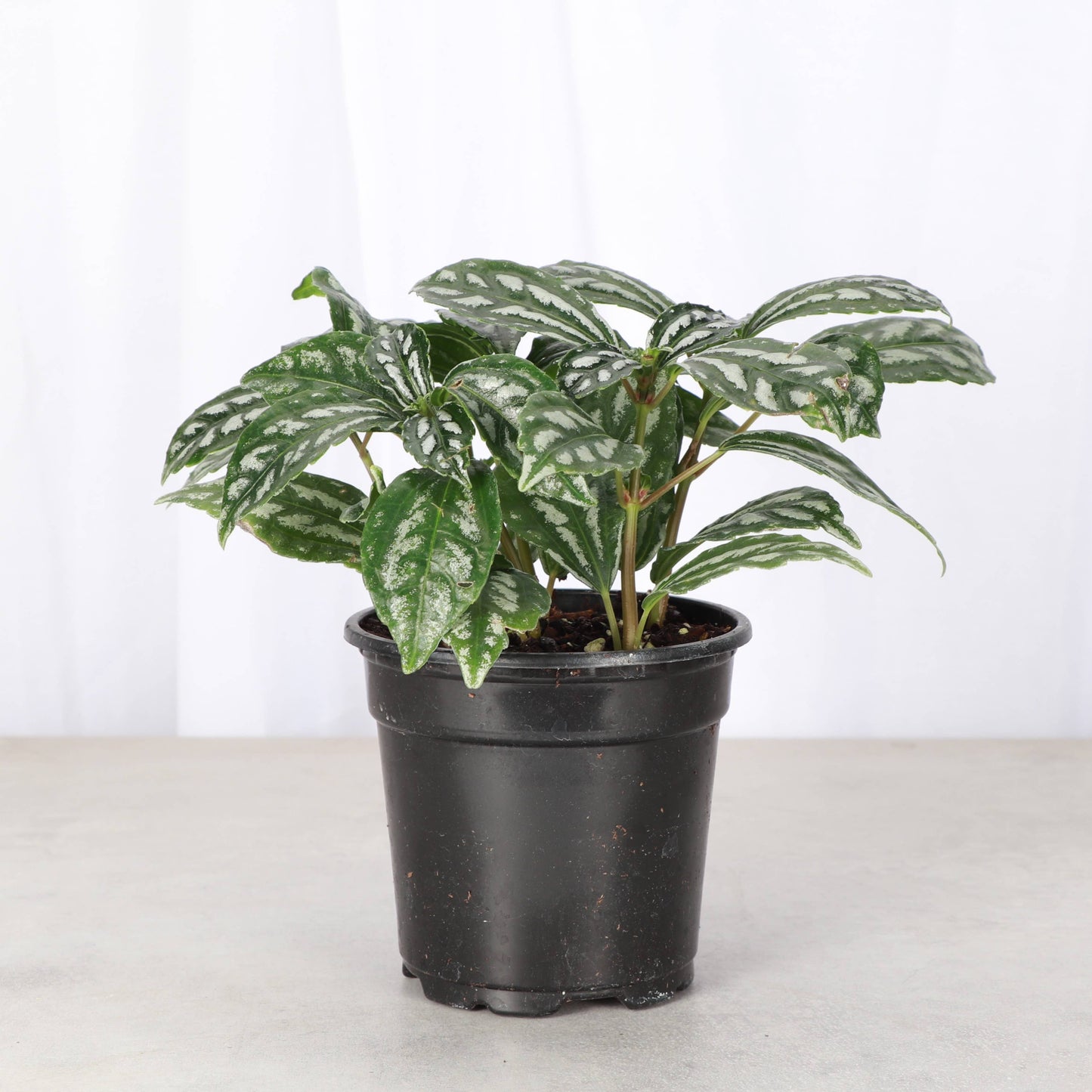 Pilea Aluminum - Live Plant