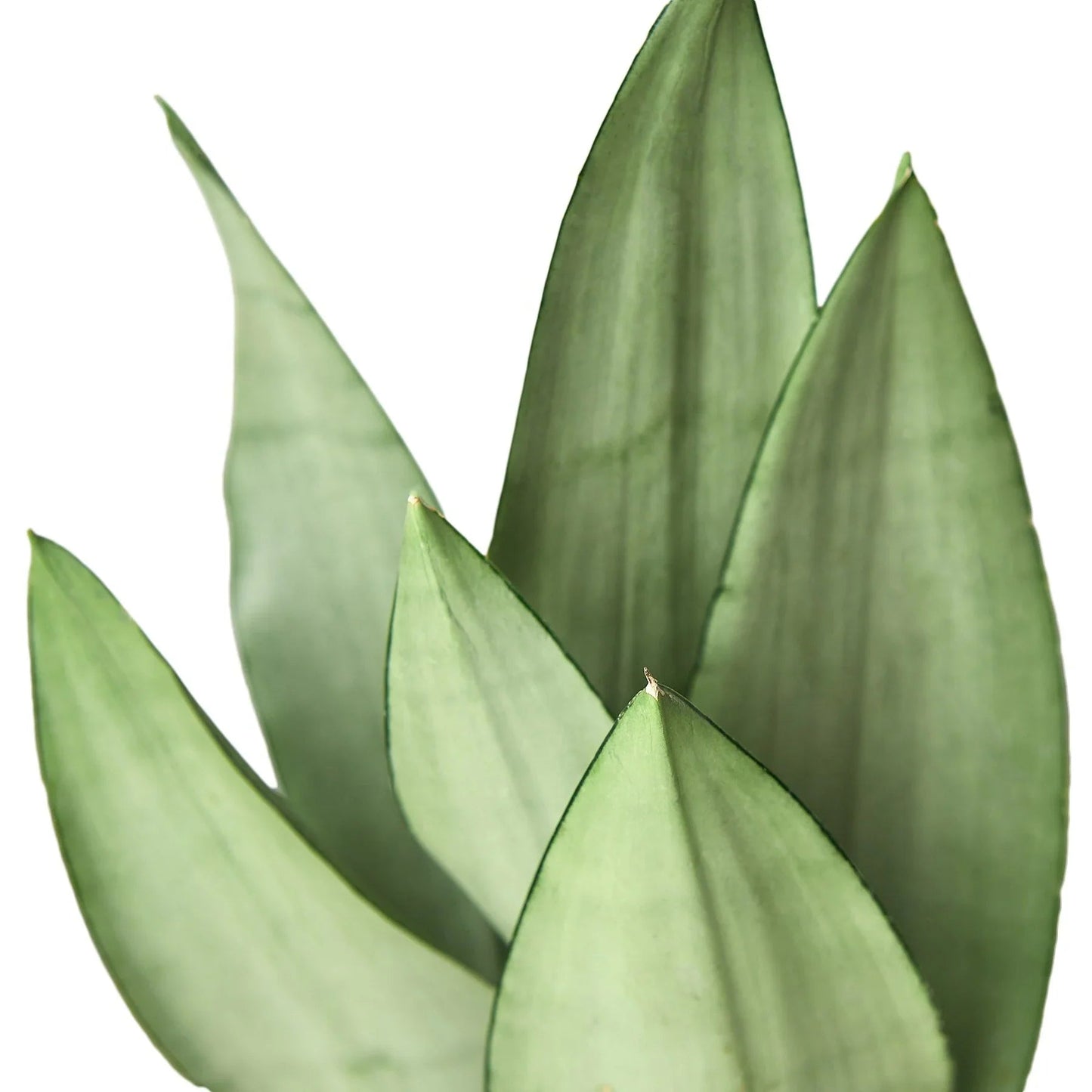 Snake Plant Moonshine - Fleurish Plant Care, LLC