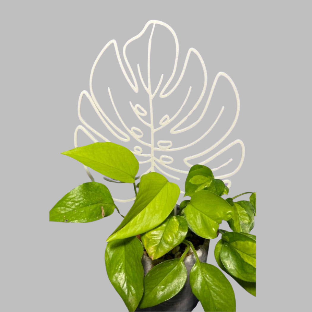 Monstera Leaf Houseplant Trellis