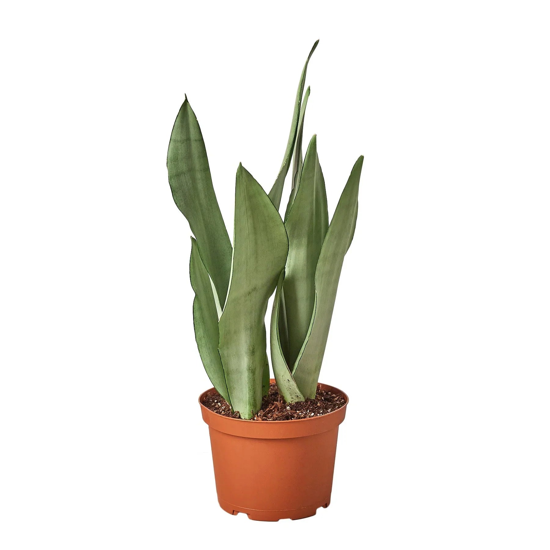 Snake Plant Moonshine - Fleurish Plant Care, LLC