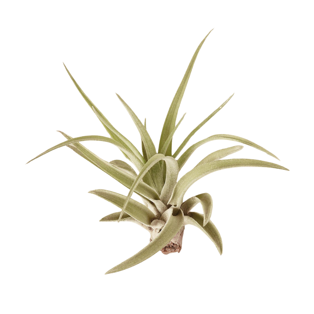 🐾Tillandsia Air Plant Variety w/ Spray - 9 Pack - Fleurish Plant Care, LLC