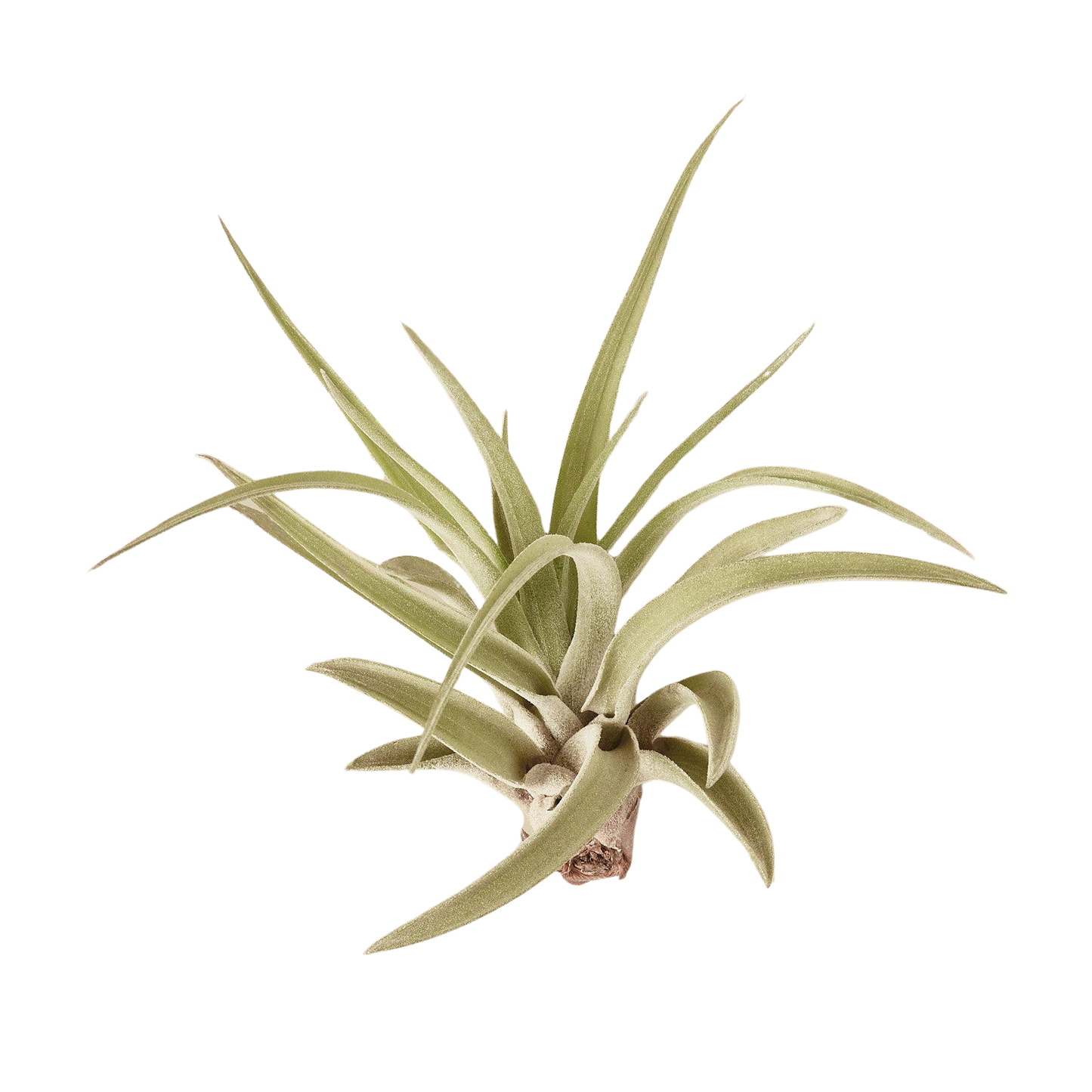 🐾Tillandsia Air Plant Variety w/ Spray - 9 Pack - Fleurish Plant Care, LLC