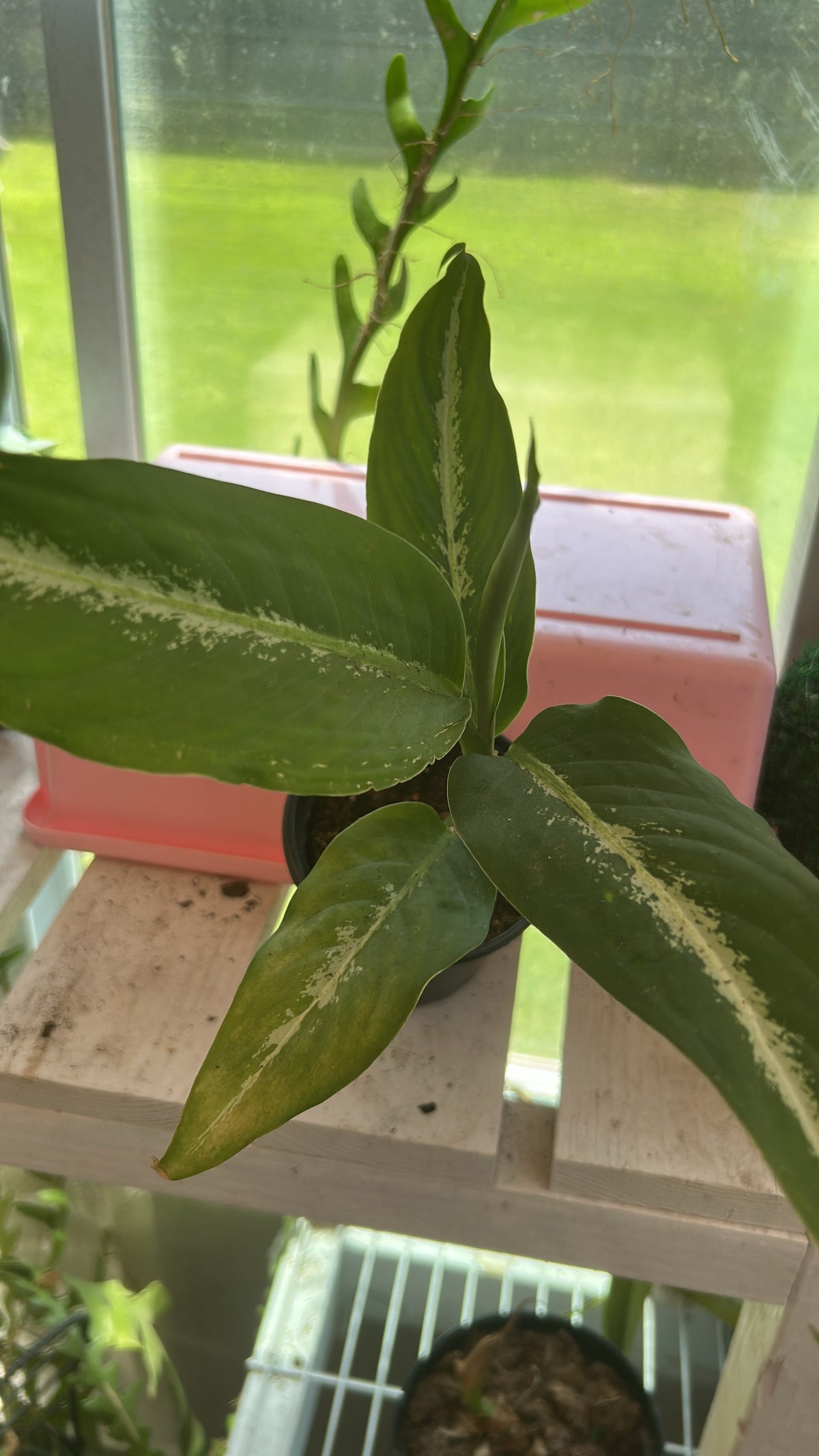 Dieffenbachia 'Panther' FPC