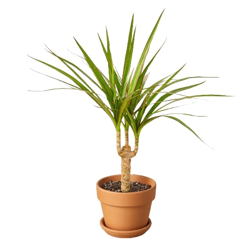 Dracaena Marginata Cane - Fleurish Plant Care, LLC