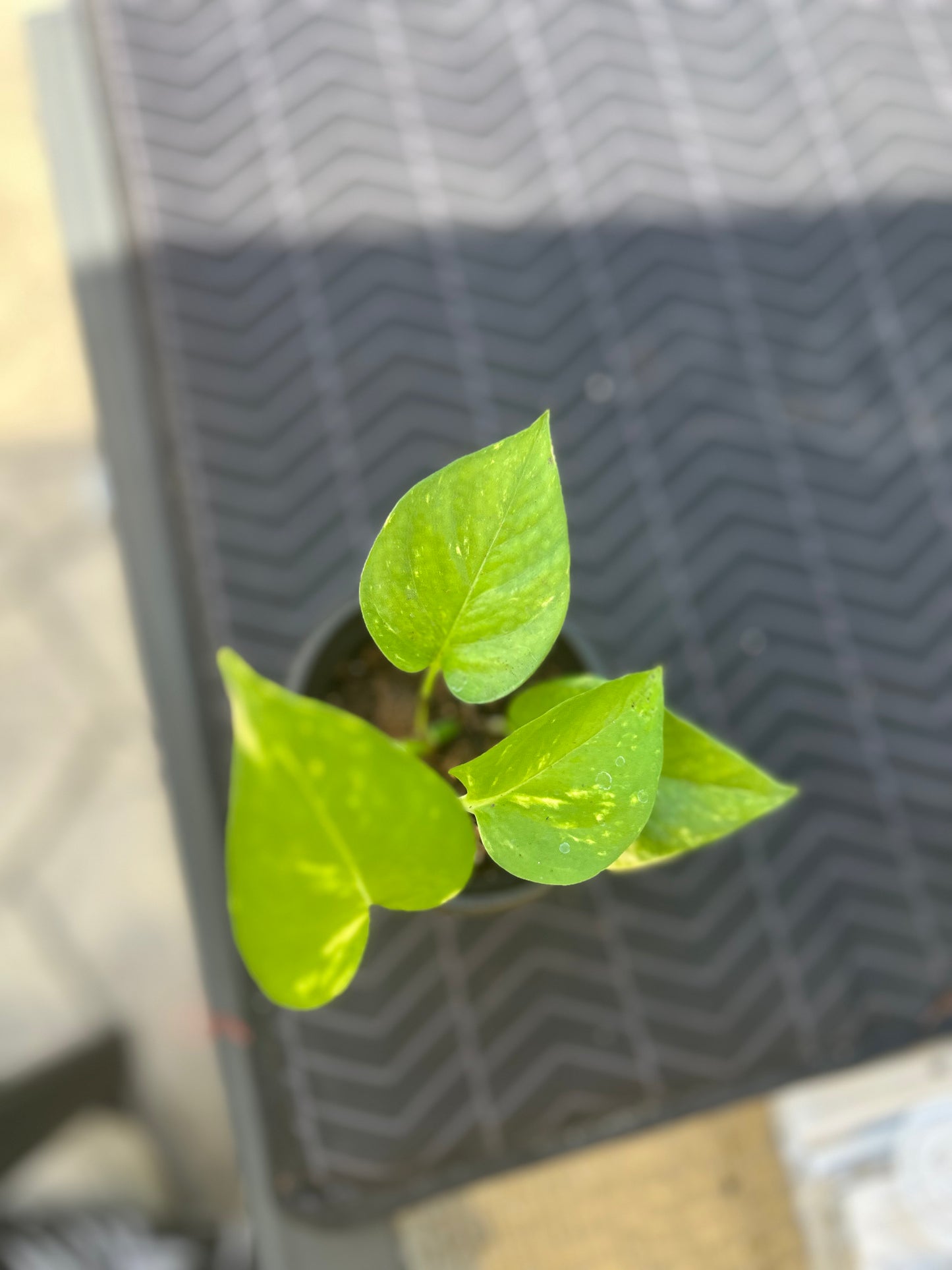 Pothos Green