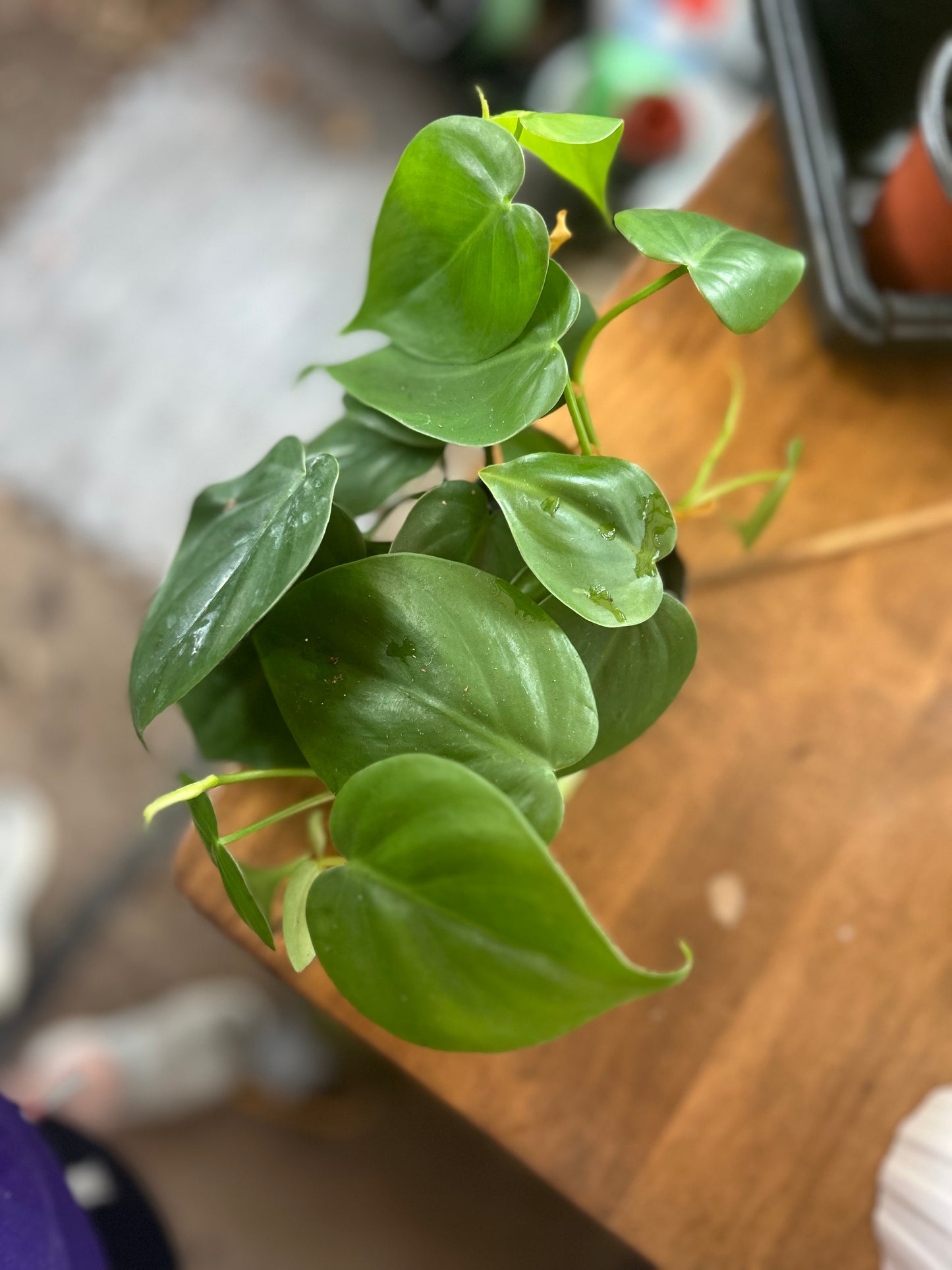 Green Philodendron