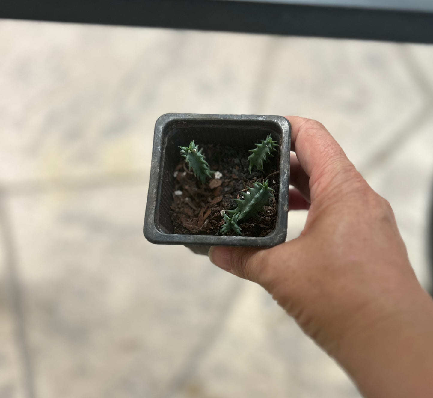 Lifesaver Cactus (Huernia zebrina)