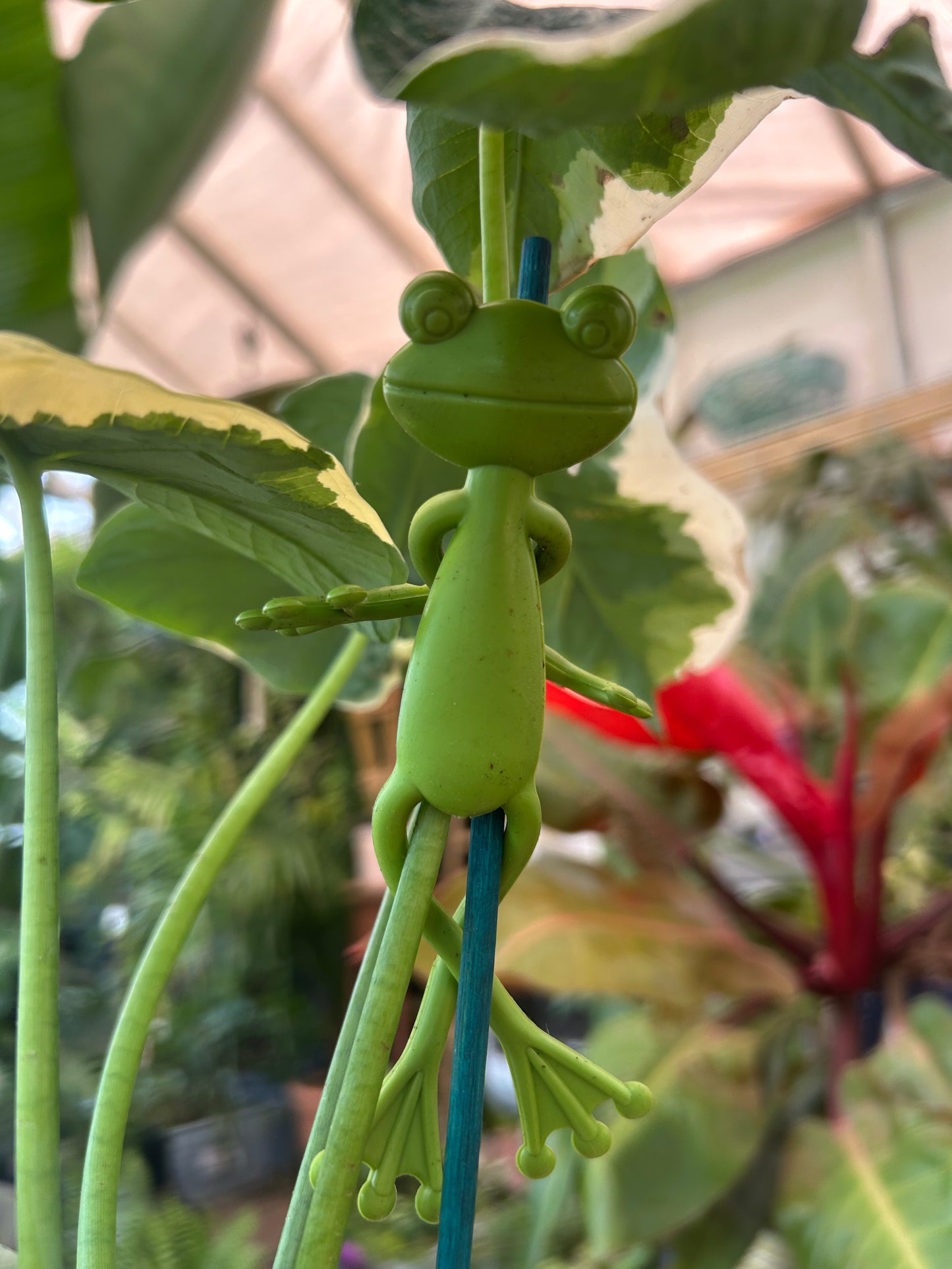 🌿 Frog Plant Support Clip