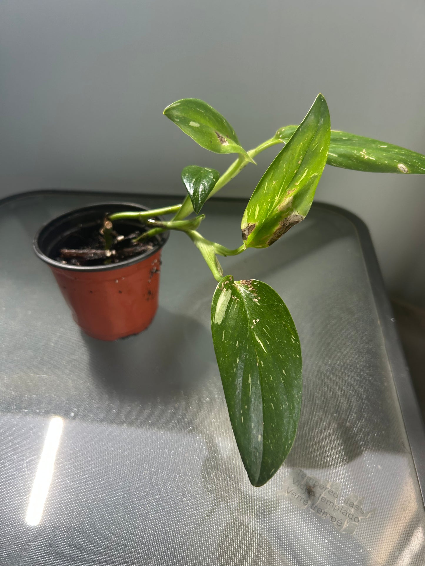 Monstera standleyana ‘Albo Variegata’