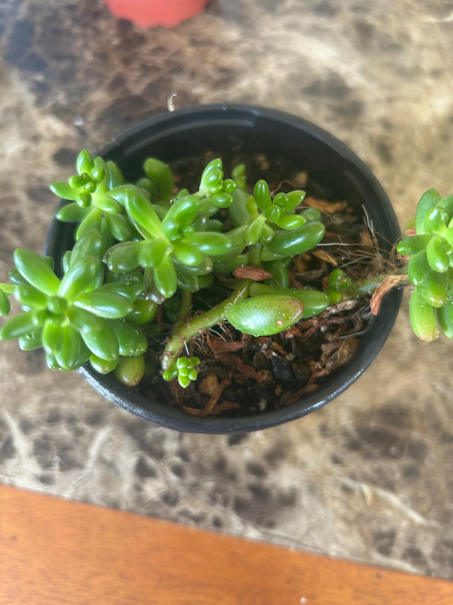 Jelly Bean Plant