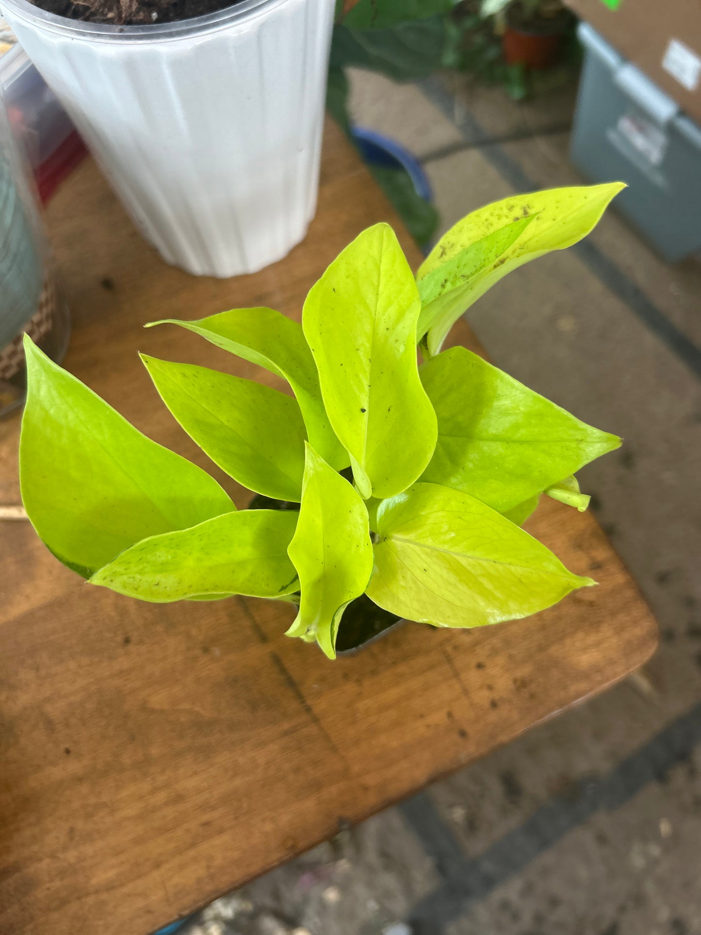 Philodendron hederaceum ‘Lemon Lime’