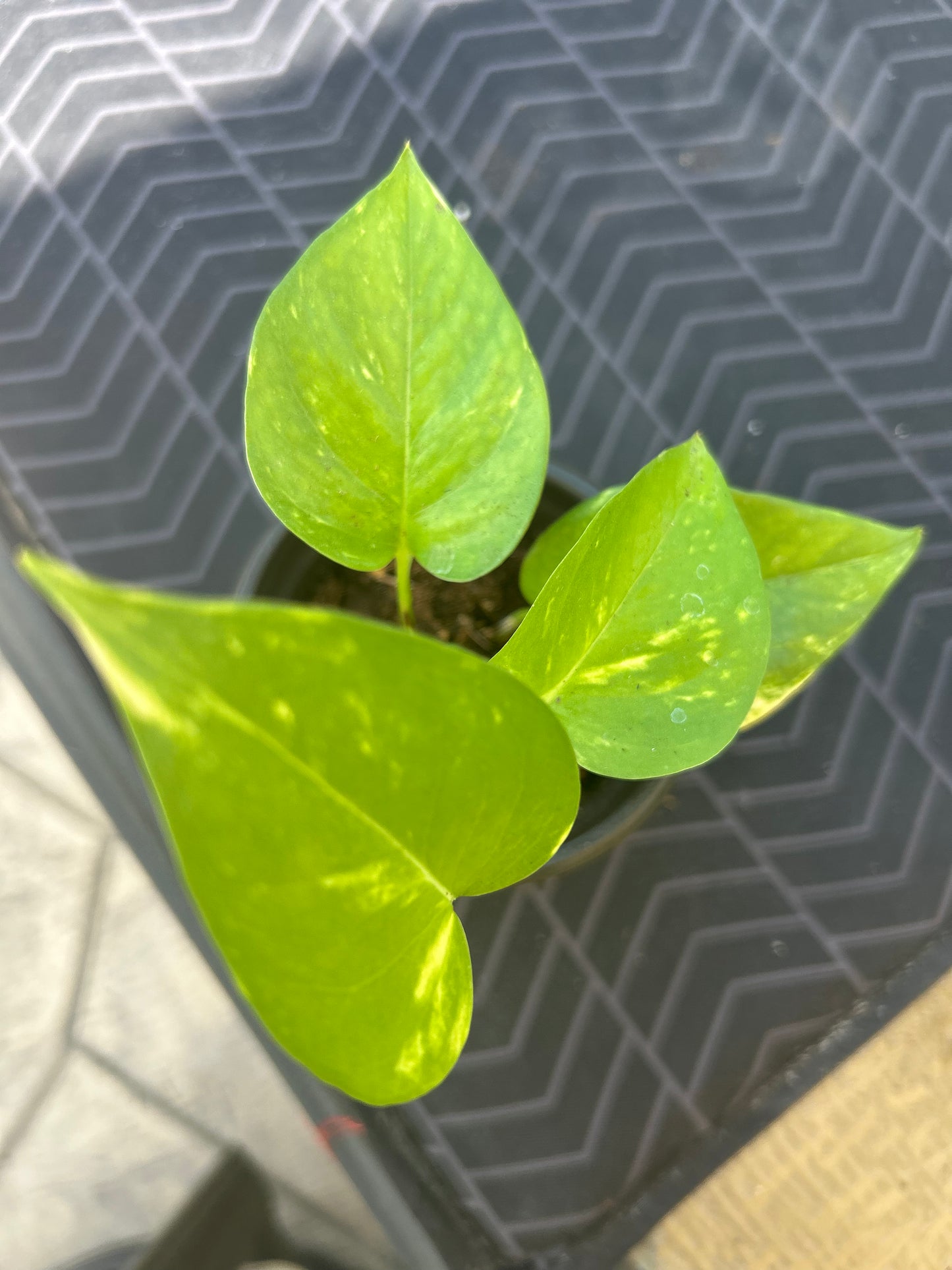 Pothos Green