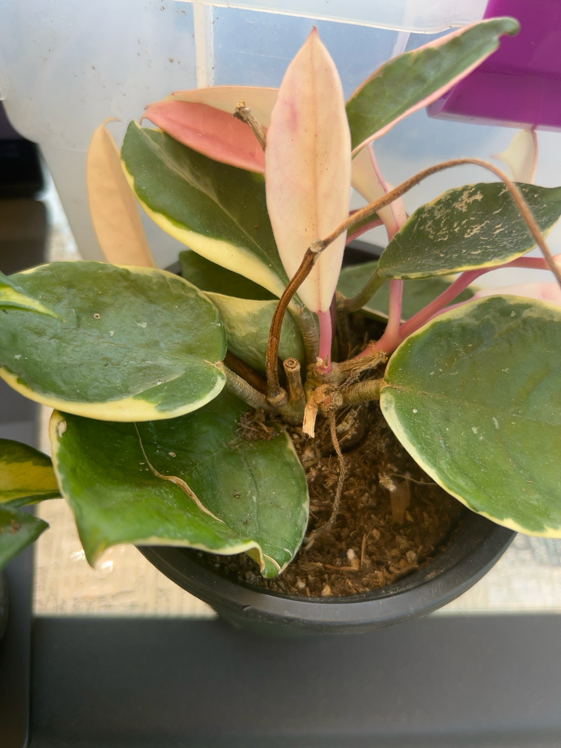Hoya australis "Lisa"