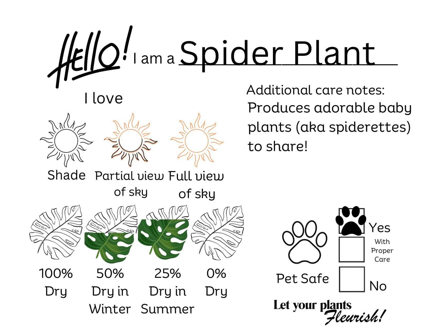 🐾Spider Plant 'Bonnie'