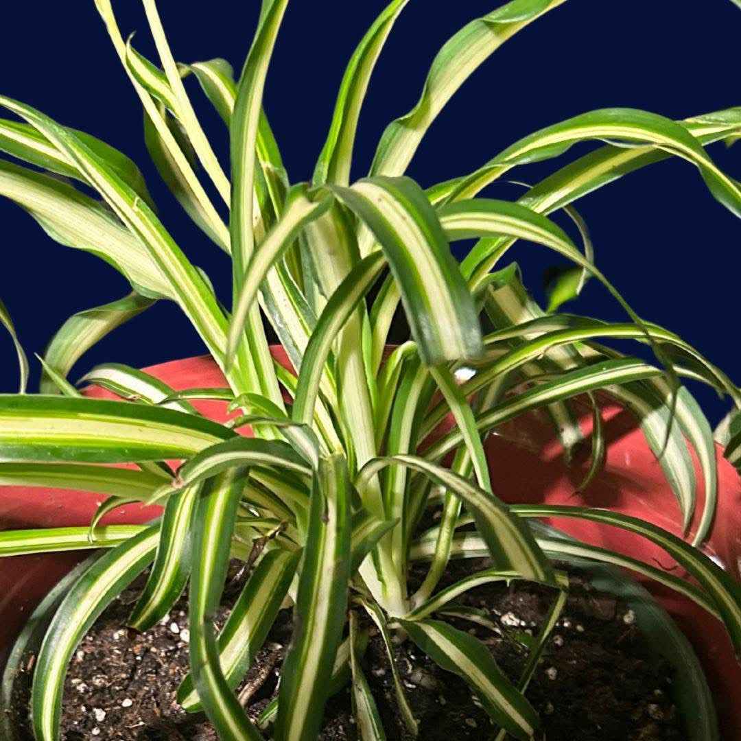 🐾Spider Plant 'Bonnie'