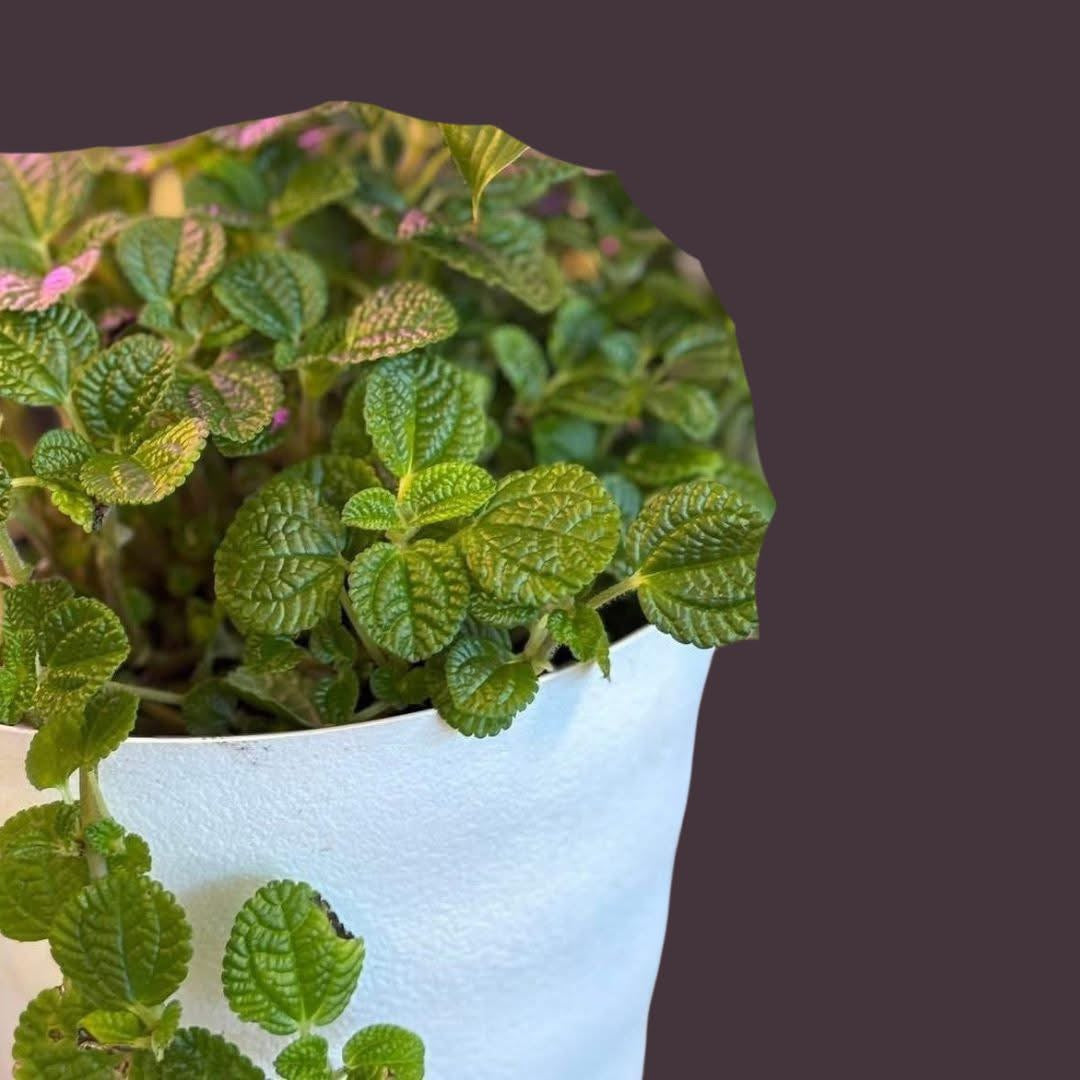 🐾Pilea 'Moon Valley' - 4" Pot