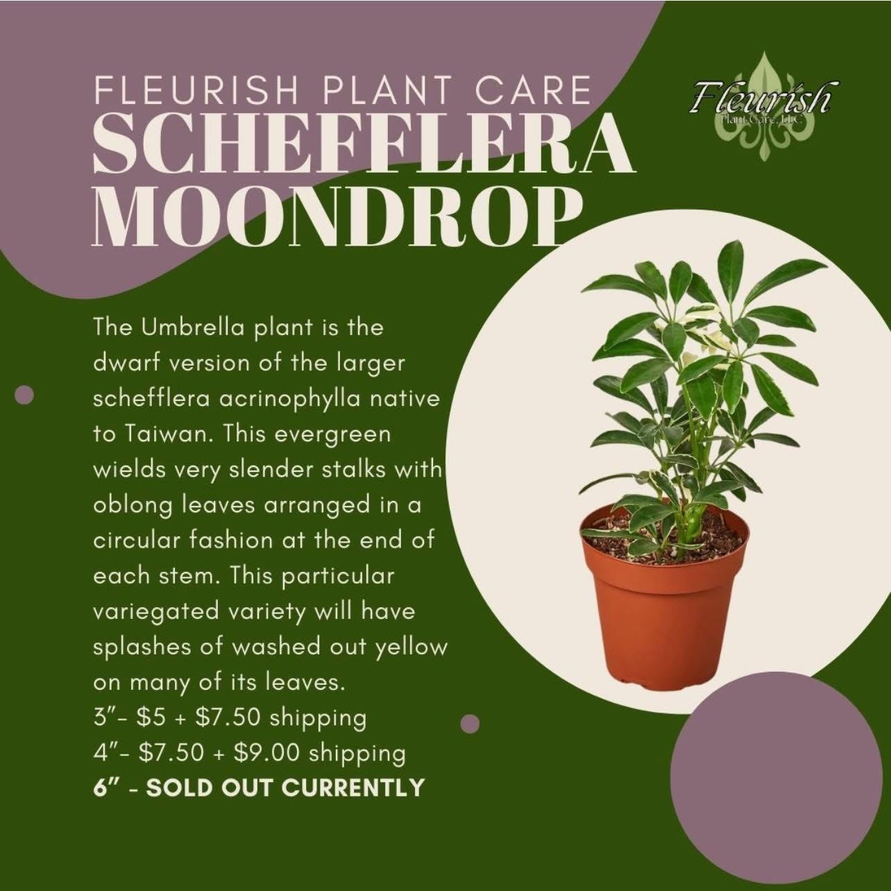 Schefflera Moonlight 'Umbrella Plant' - Fleurish Plant Care, LLC