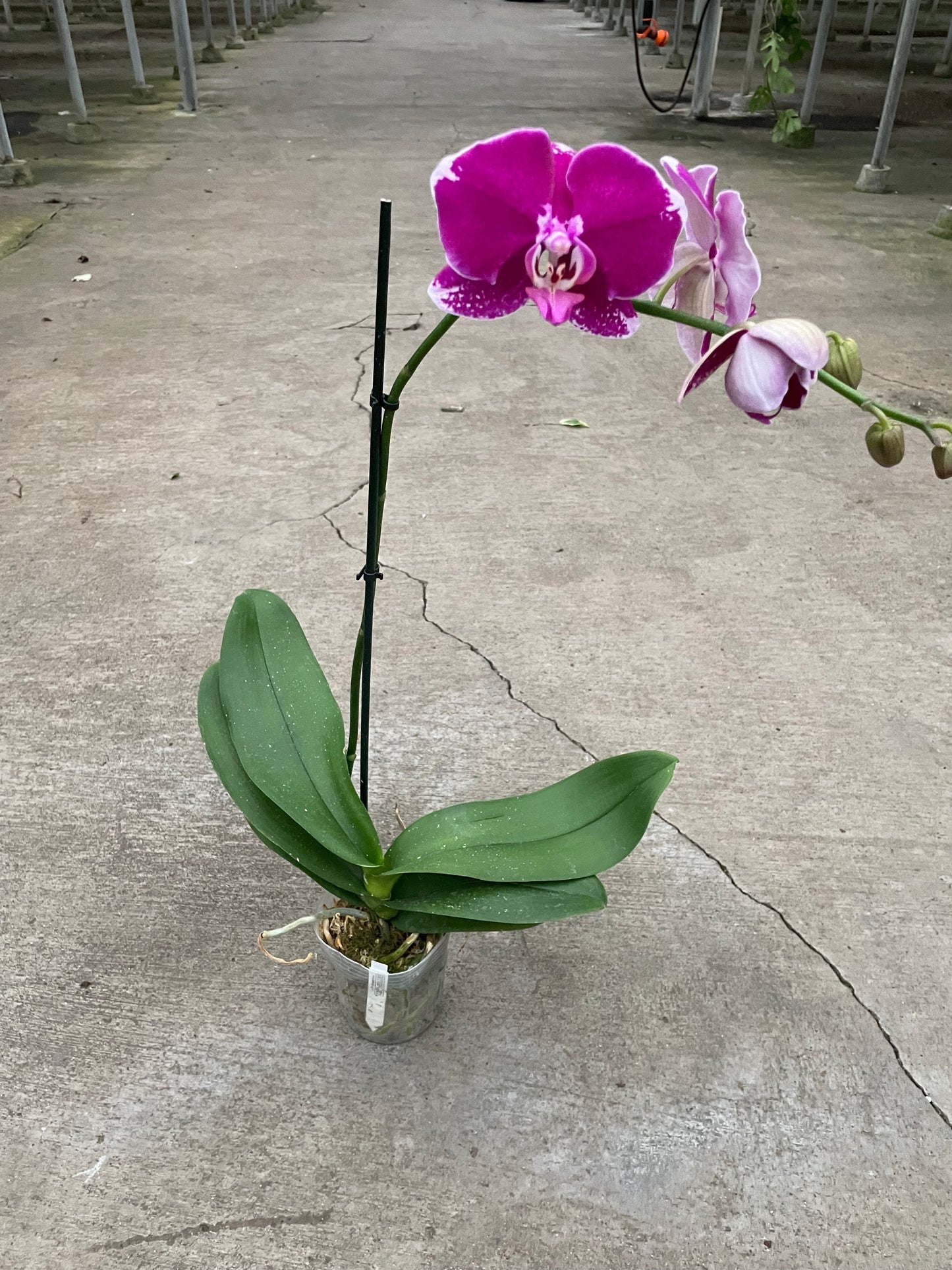 🐾Orchid 'Purple Spotted Phalaenopsis'