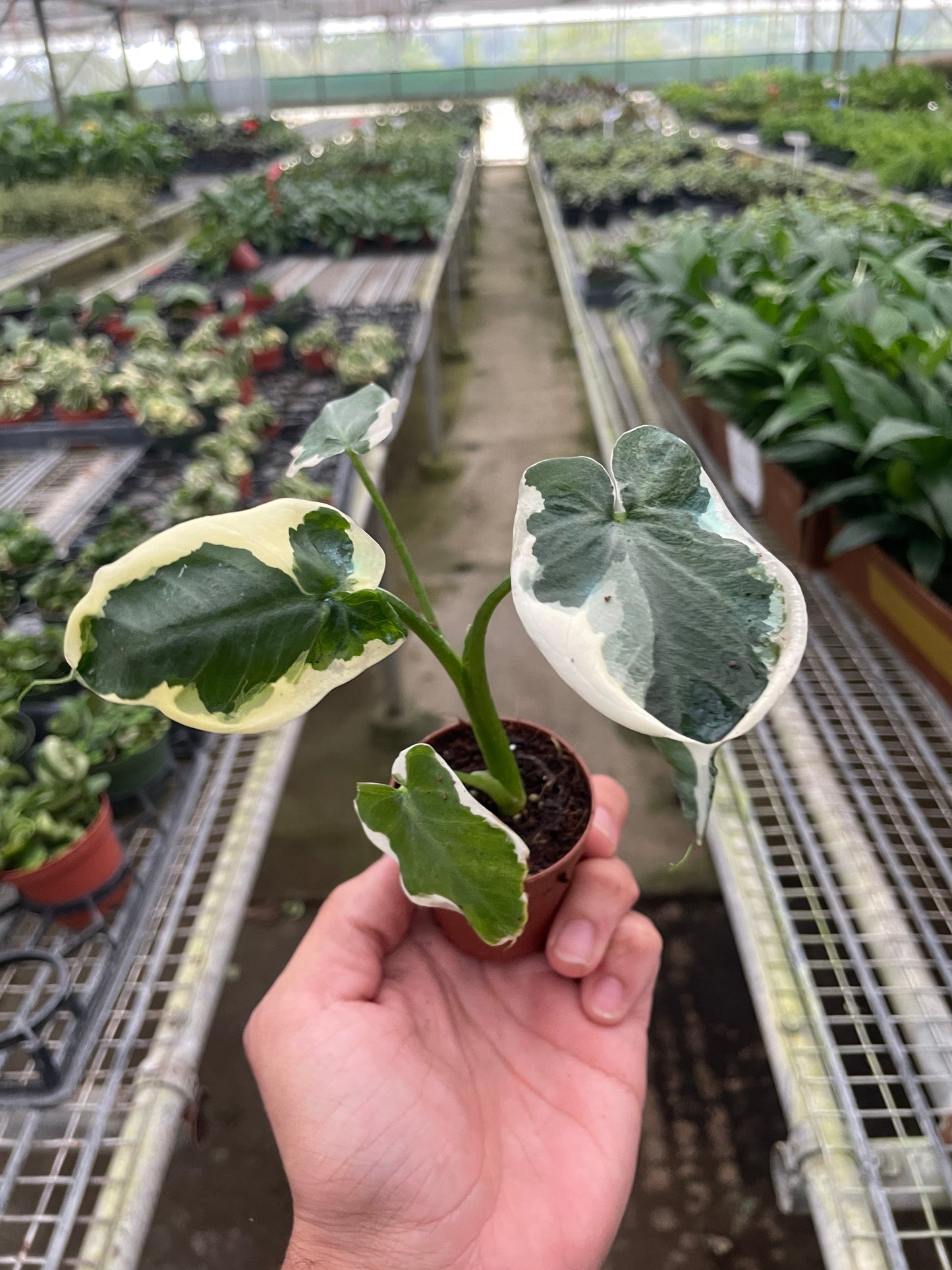 Alocasia 'Mickey Mouse' (Xanthosoma sagittifolium 'Variegatum Monstrosum') - Fleurish Plant Care, LLC