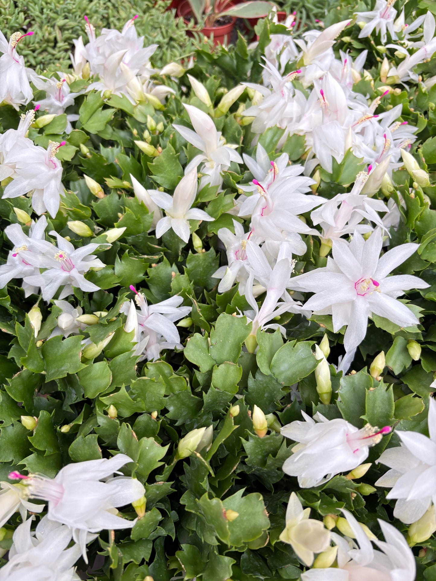🐾Zygocactus 'Christmas Cactus'