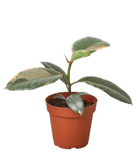 Ficus Elastica 'Ruby Pink' - Fleurish Plant Care, LLC