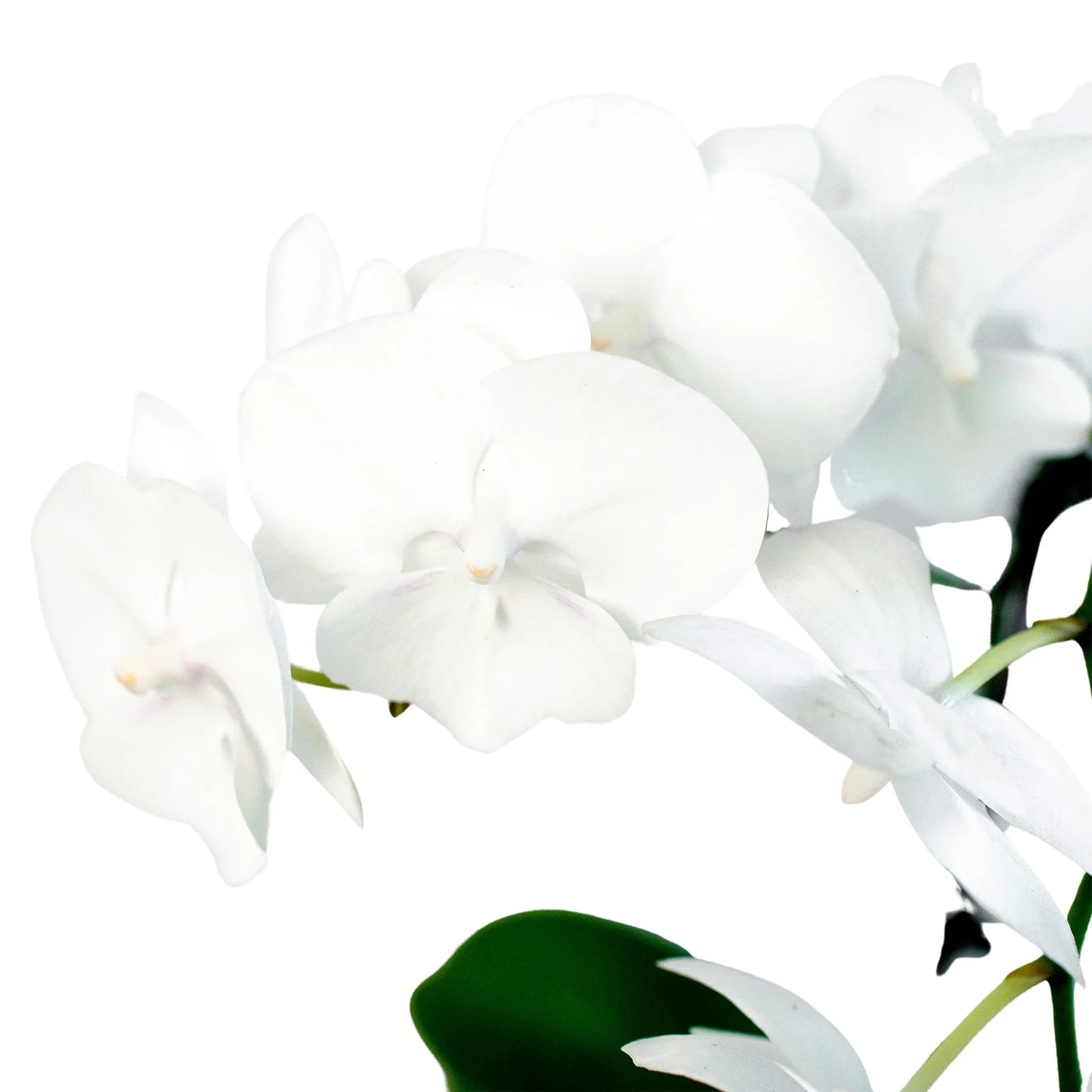 🐾Orchid 'White Phalaenopsis'