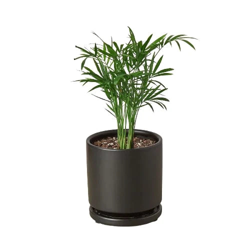 🐾Parlor Palm