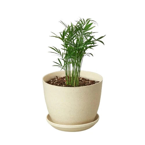 🐾Parlor Palm