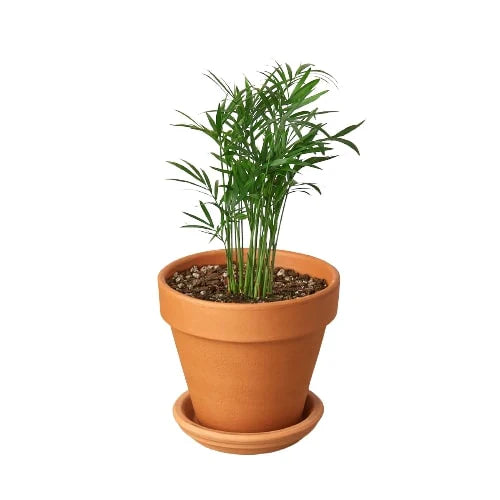 🐾Parlor Palm