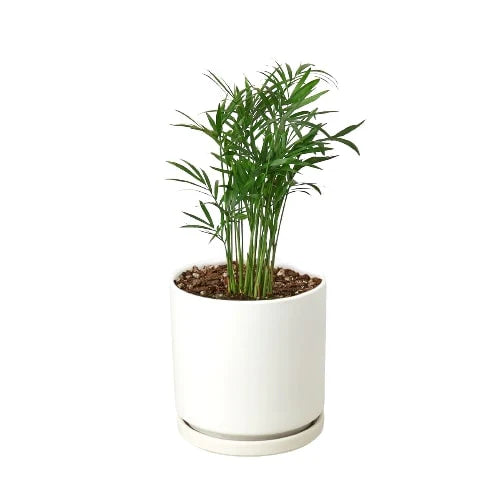 🐾Parlor Palm