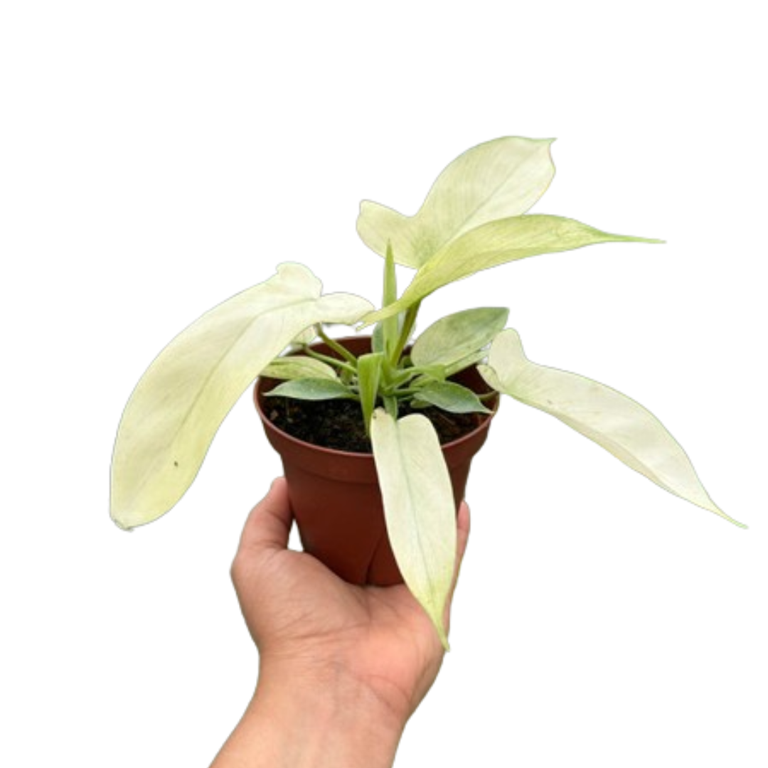Philodendron 'Florida Ghost' - Fleurish Plant Care, LLC