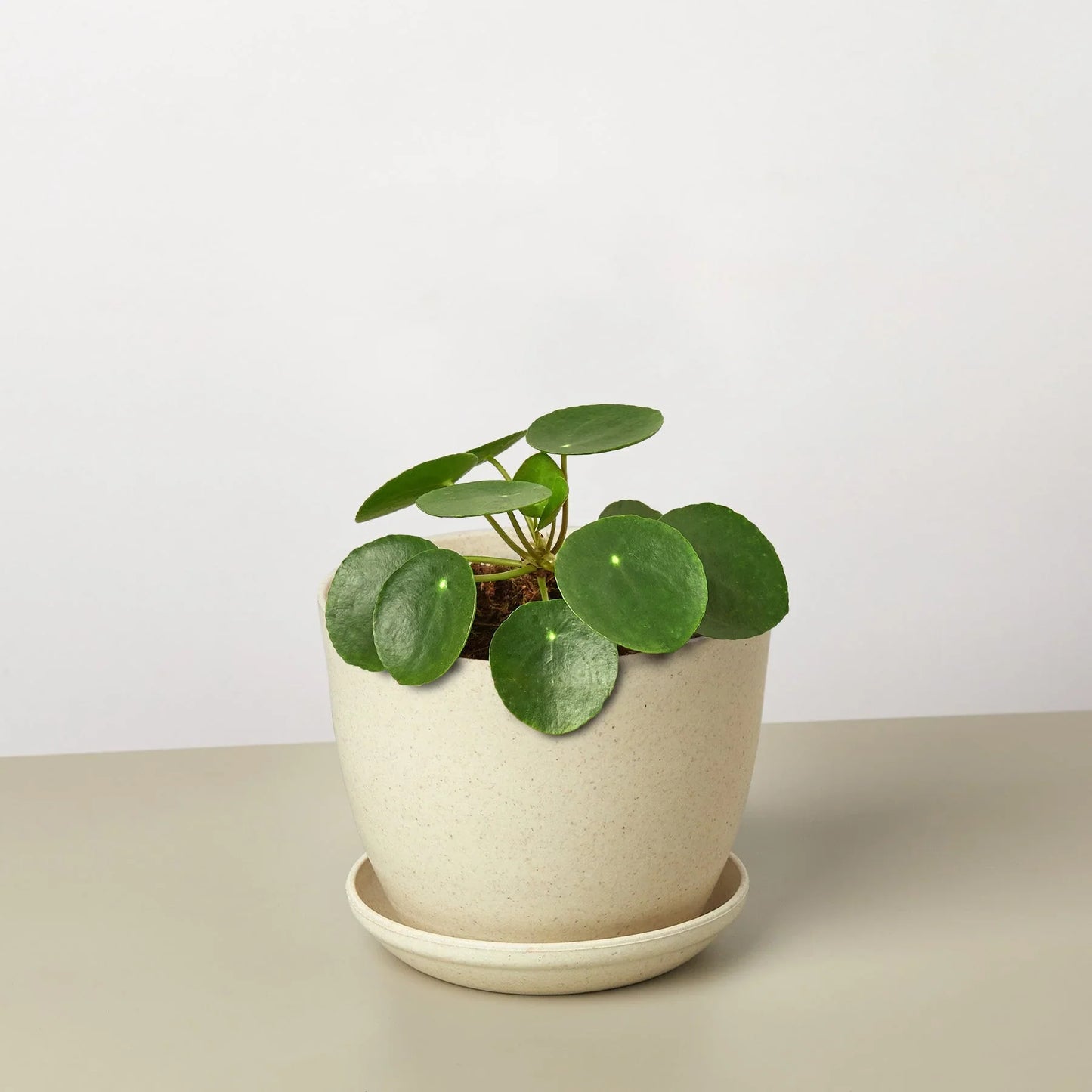 🐾Pilea Peperomioides 'Chinese Money'