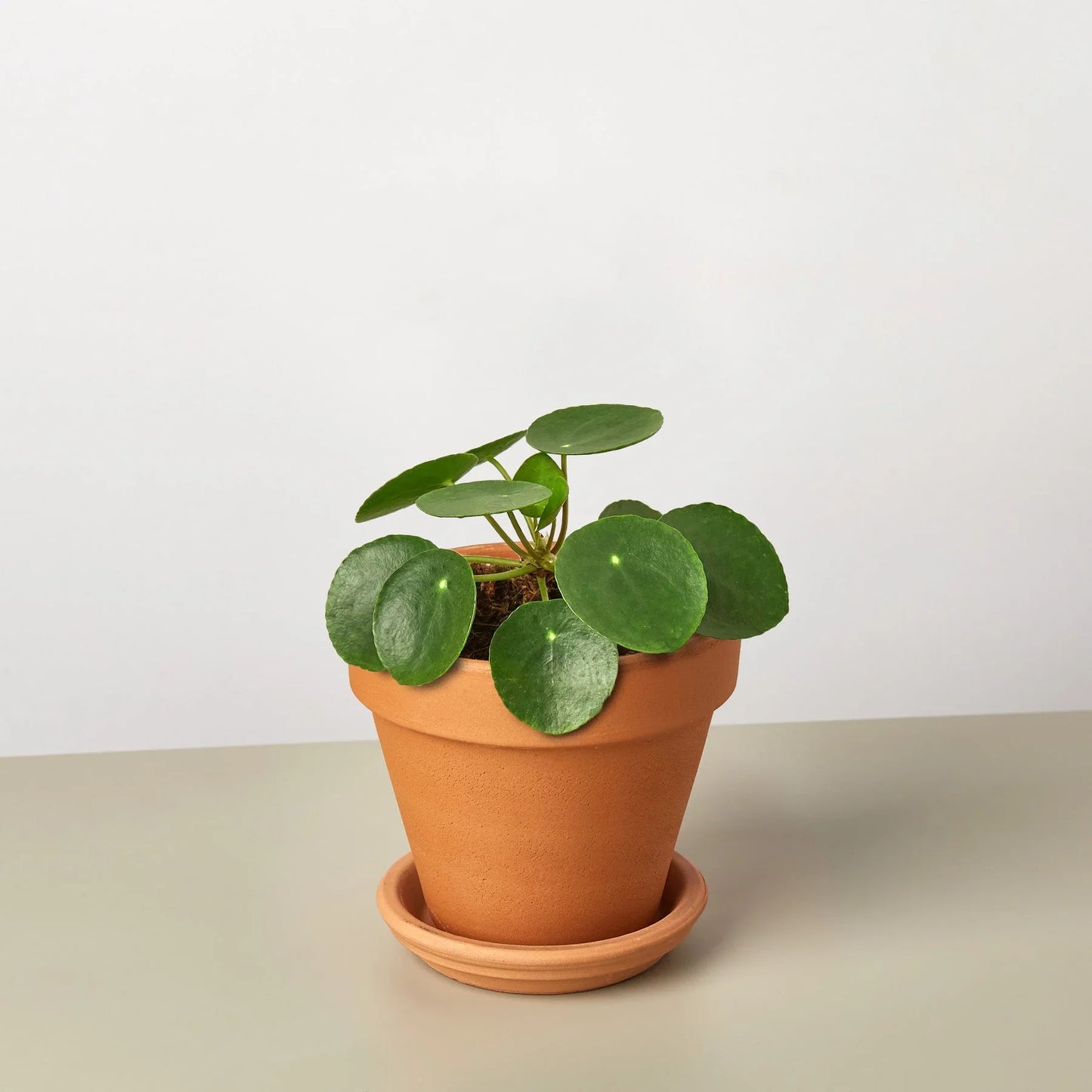 🐾Pilea Peperomioides 'Chinese Money'