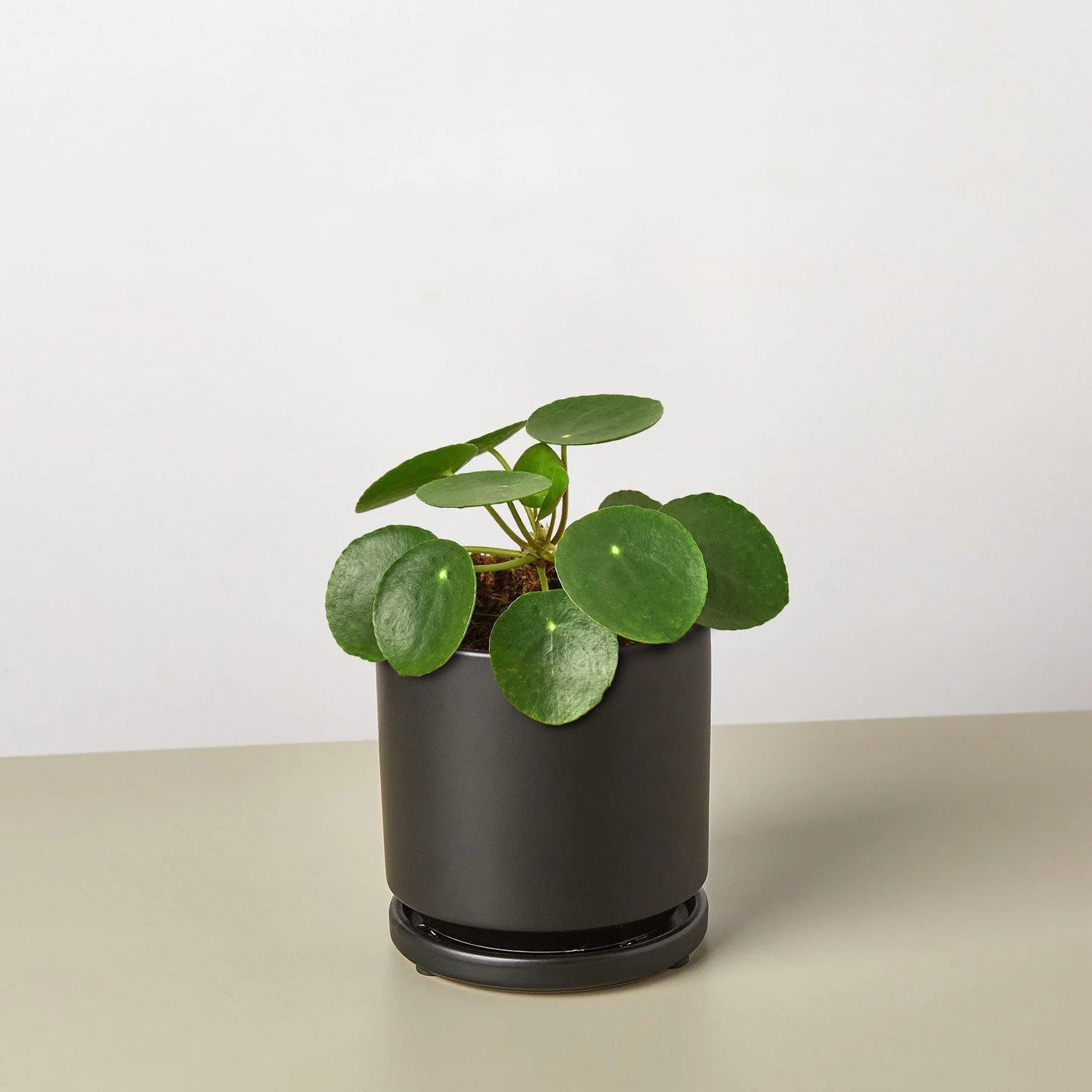 🐾Pilea Peperomioides 'Chinese Money'