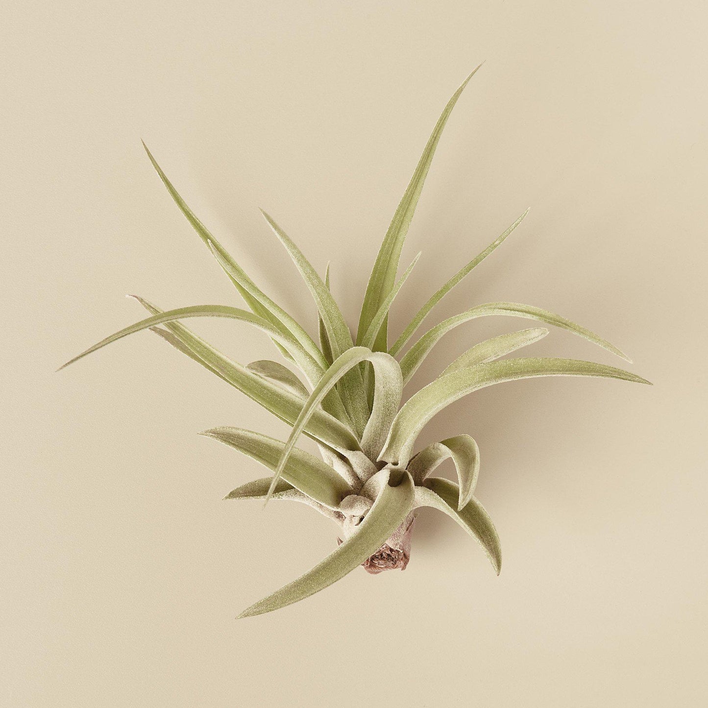 🐾Tillandsia Air Plant Variety w/ Spray - 9 Pack - Fleurish Plant Care, LLC