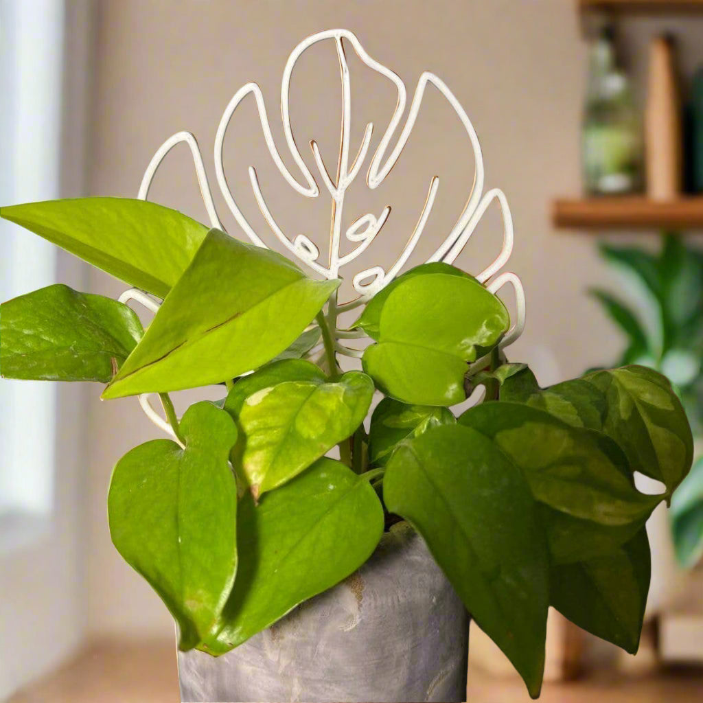Monstera Leaf Houseplant Trellis